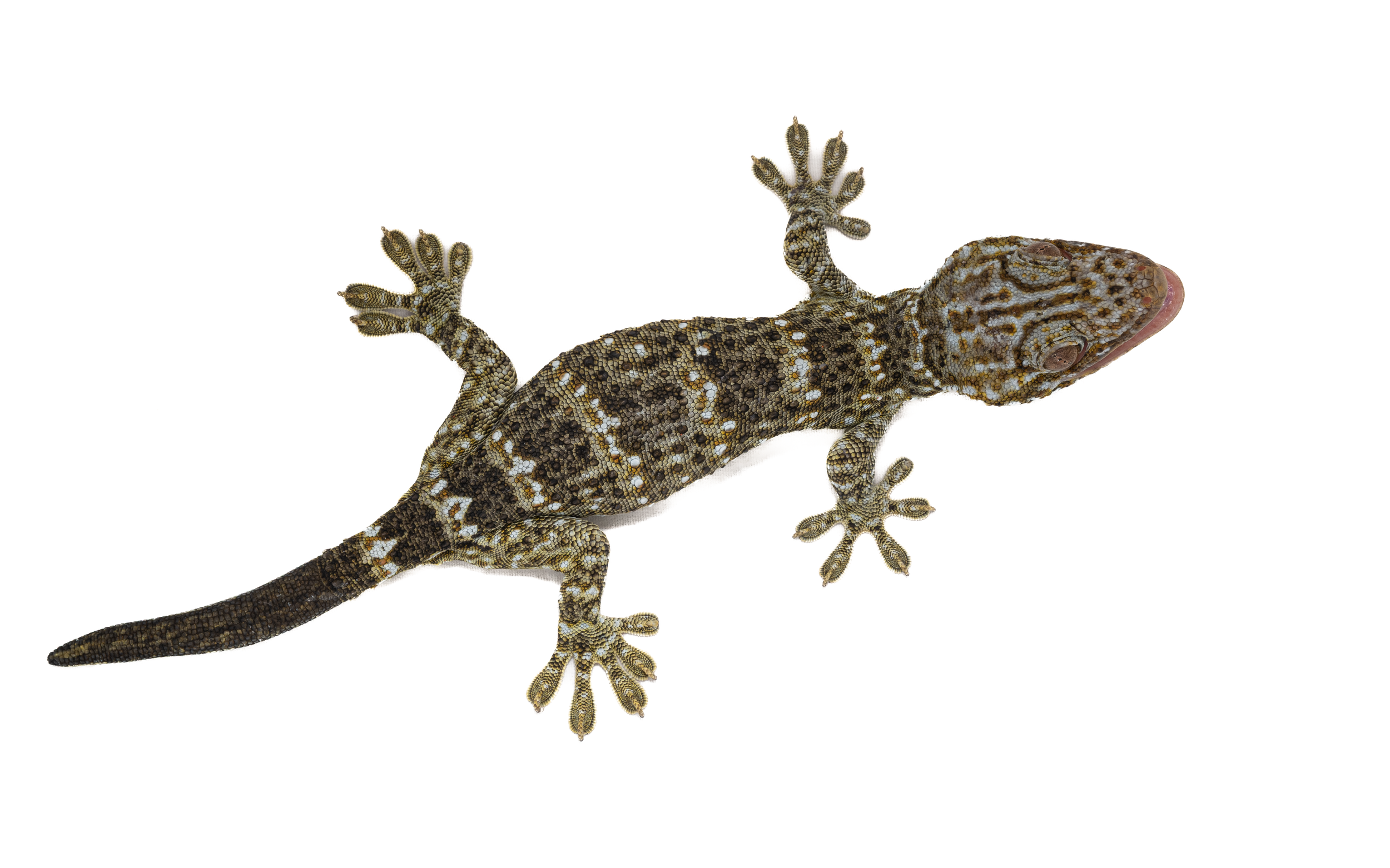 TOKAY GECKO - Gekko geko - GEkko reevesi