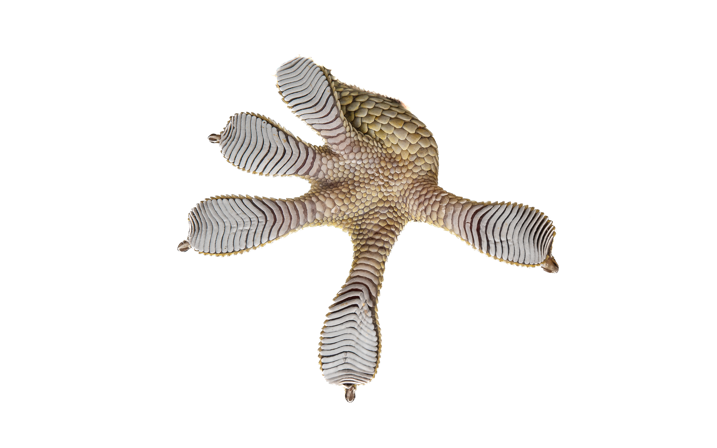 TOKAY GECKO - Gekko geko - GEkko reevesi