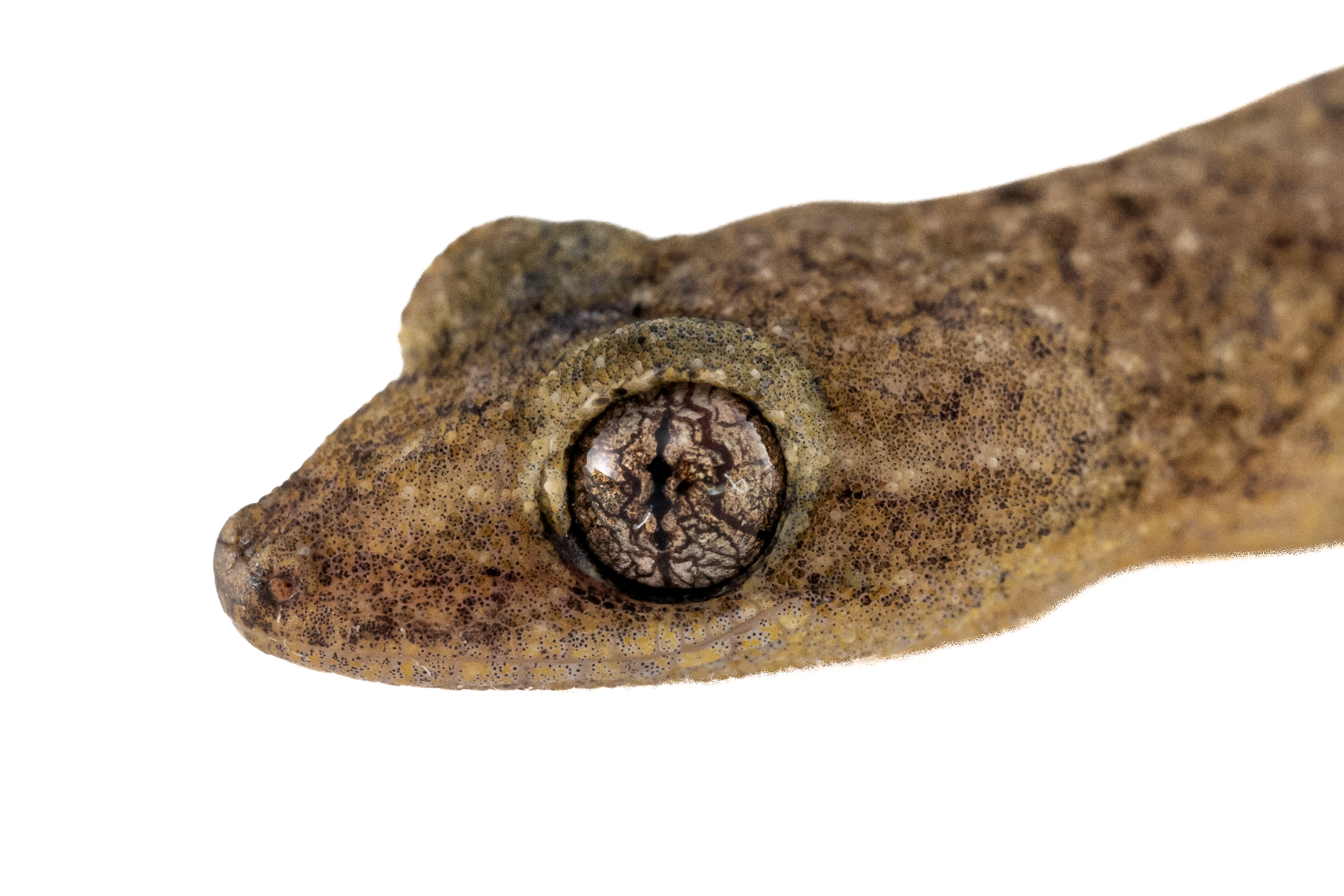 HONG KONG TREE GECKO - Hemiphyllodactylus hongkongensis