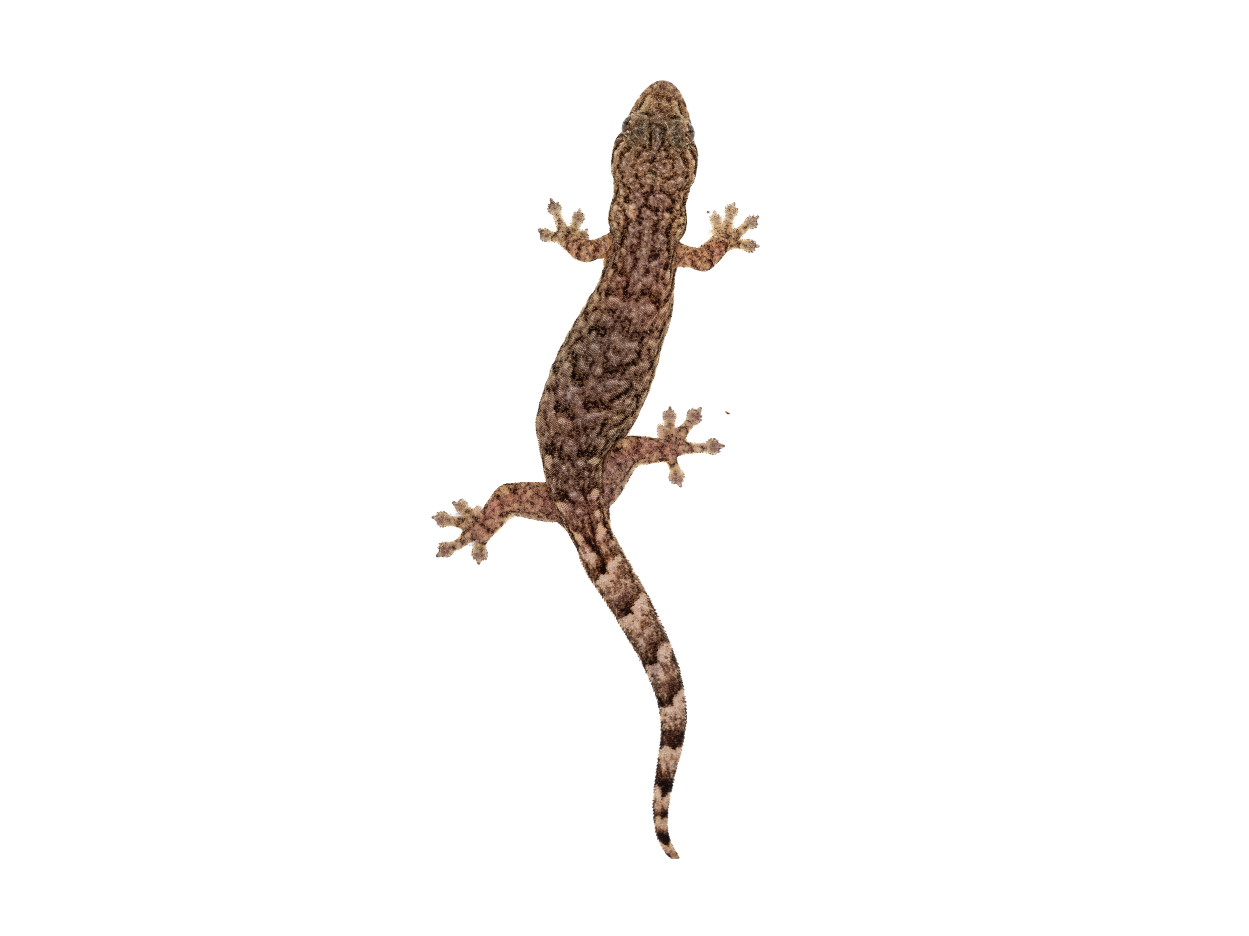 HONG KONG TREE GECKO - Hemiphyllodactylus hongkongensis