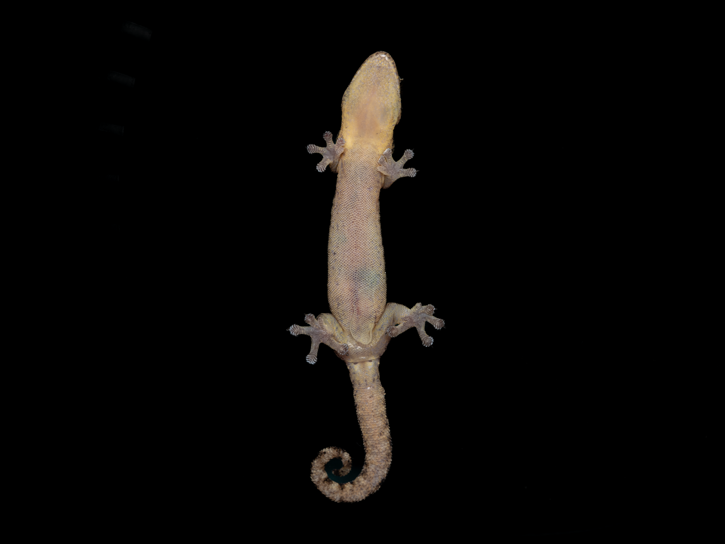 HONG KONG TREE GECKO - Hemiphyllodactylus hongkongensis