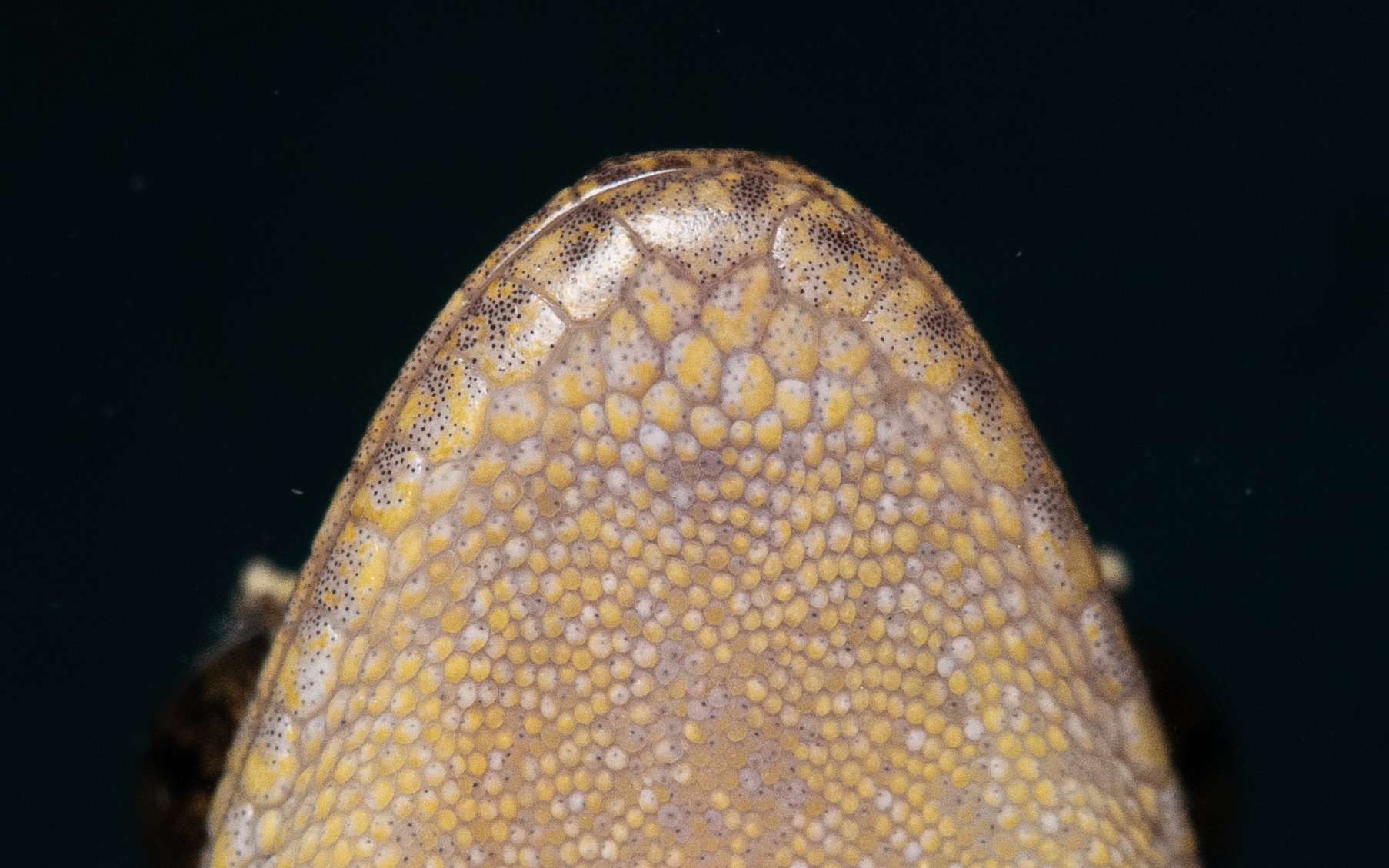 HONG KONG TREE GECKO - Hemiphyllodactylus hongkongensis