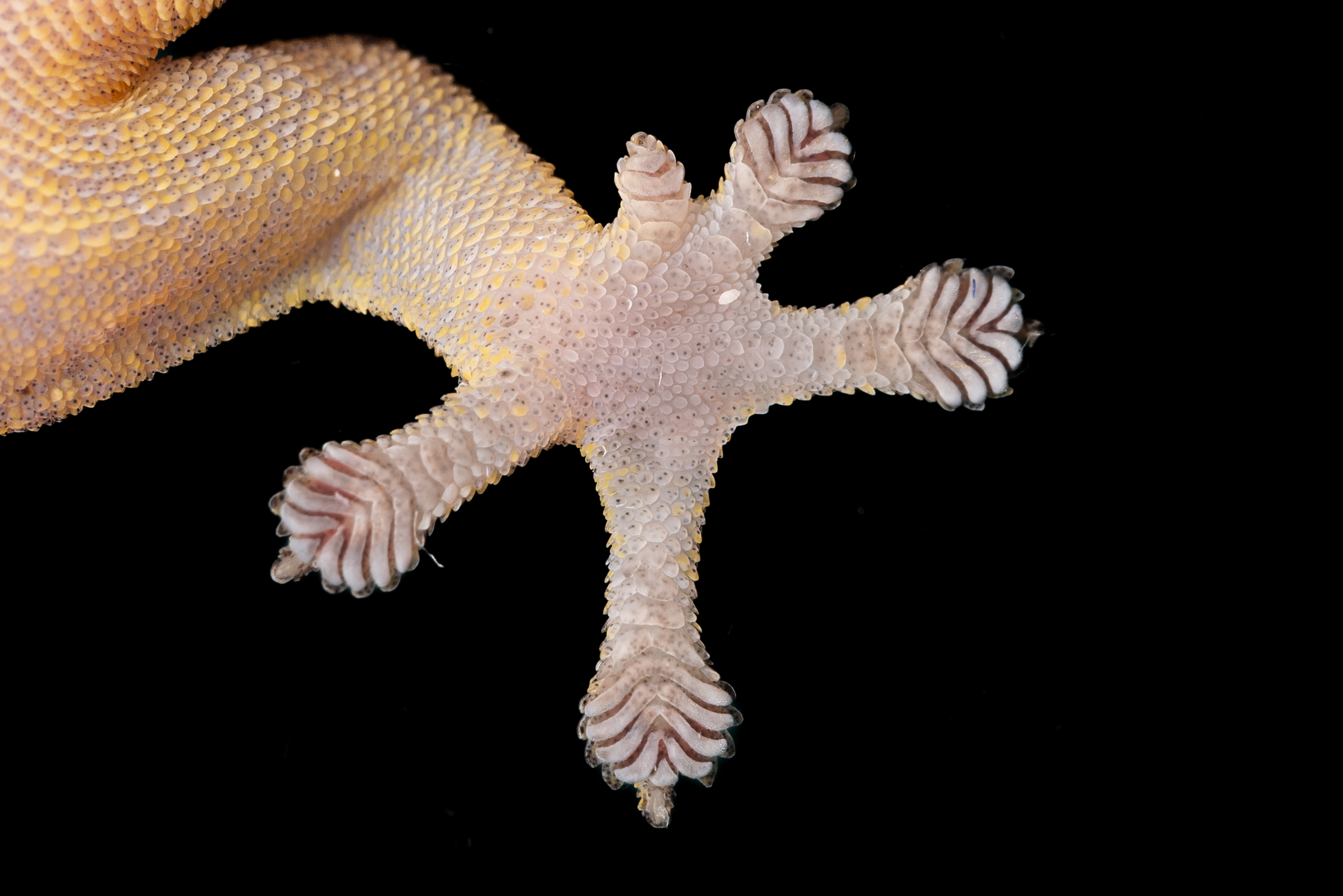HONG KONG TREE GECKO - Hemiphyllodactylus hongkongensis