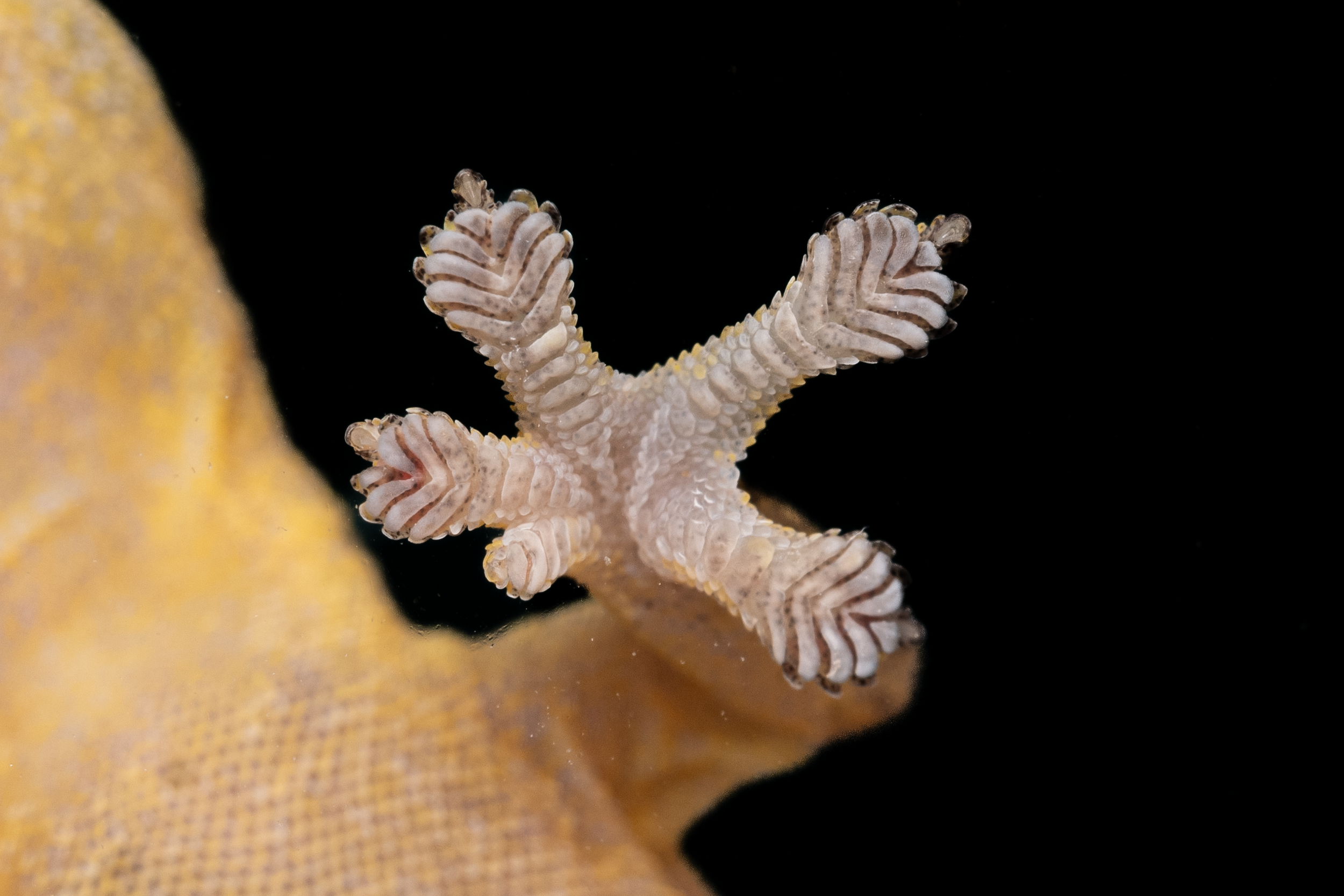 HONG KONG TREE GECKO - Hemiphyllodactylus hongkongensis