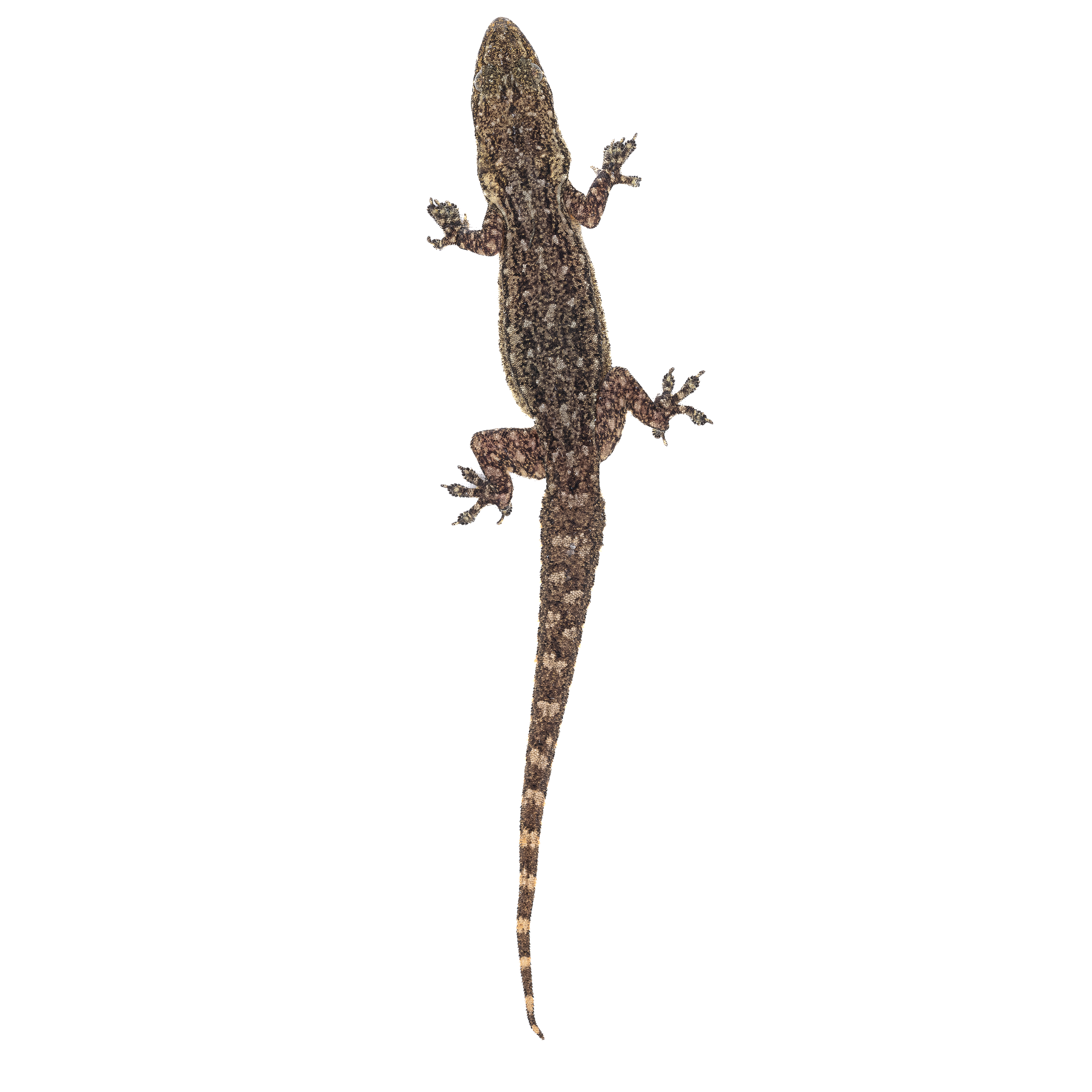 Hong Kong Geckos thumbnails-2.png