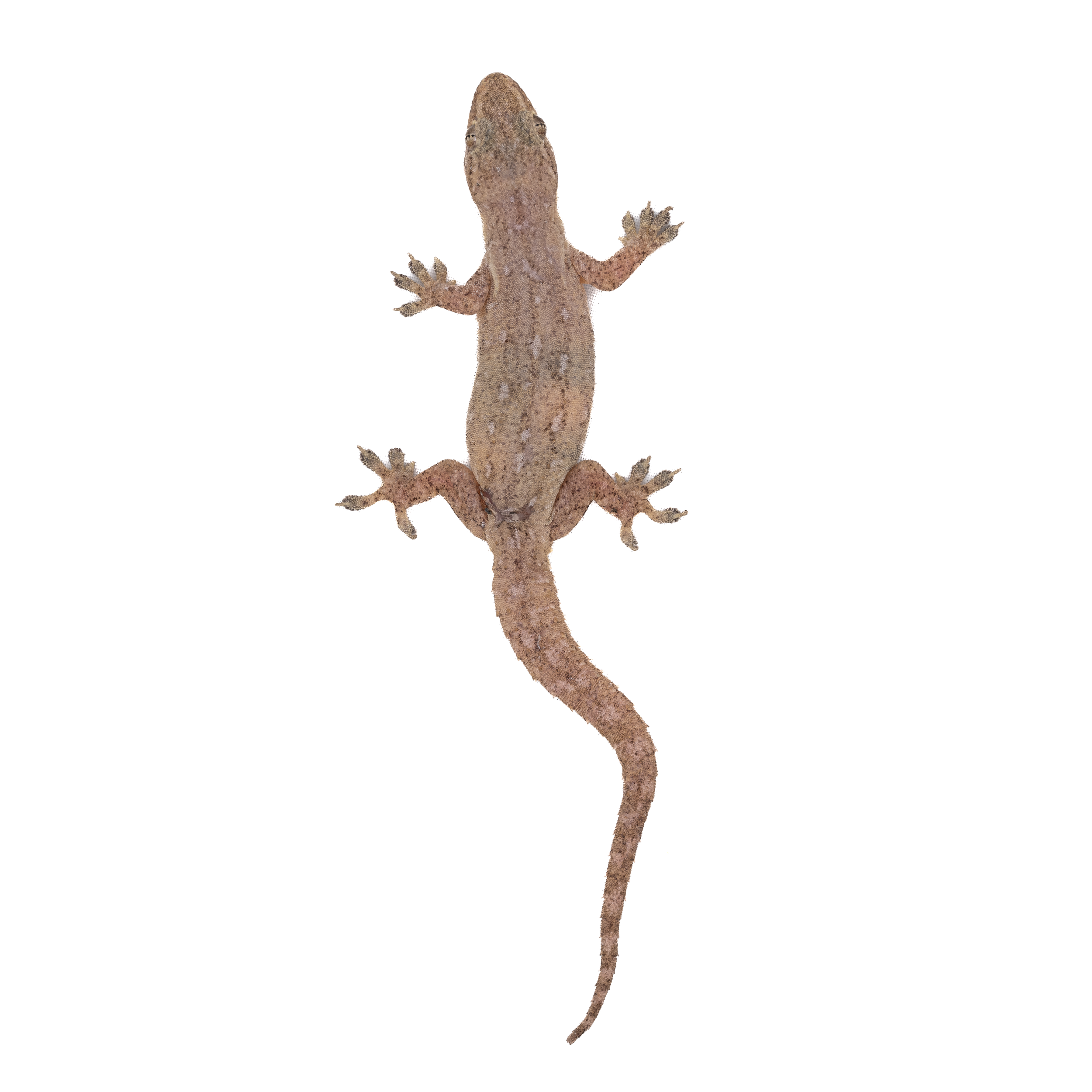 Hong Kong Geckos thumbnails.png