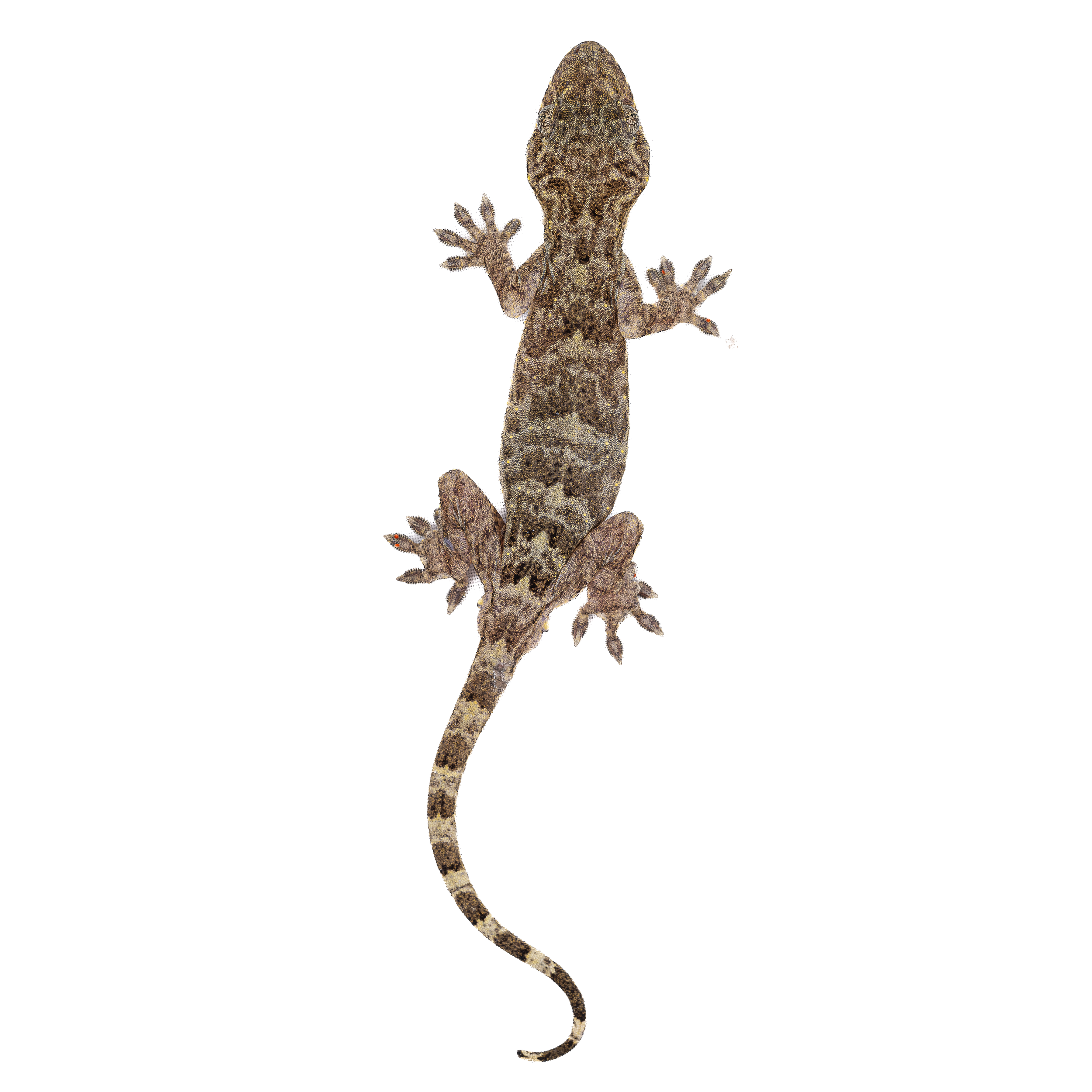 Hong Kong Geckos thumbnails-3.png