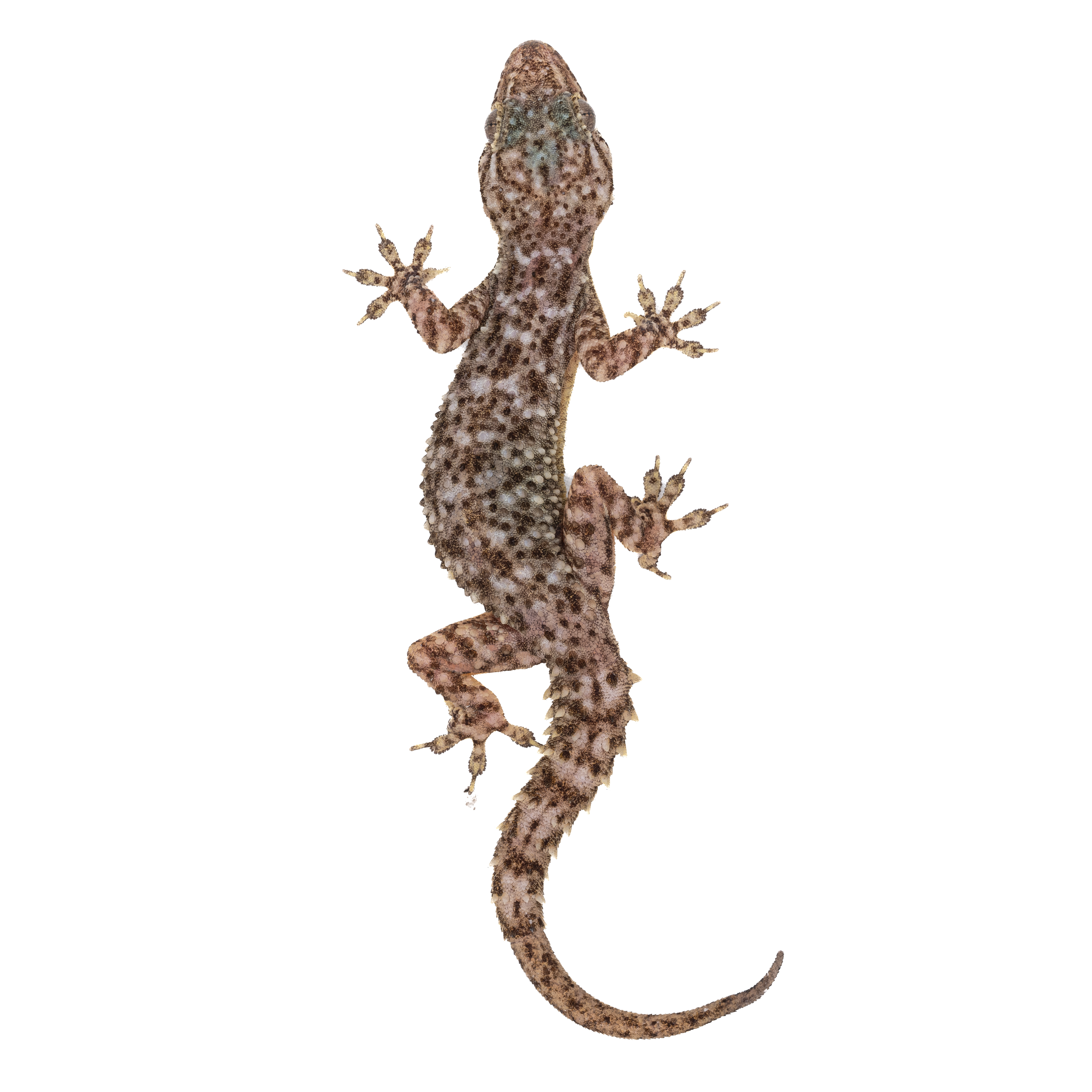 Hong Kong Geckos thumbnails-4.png