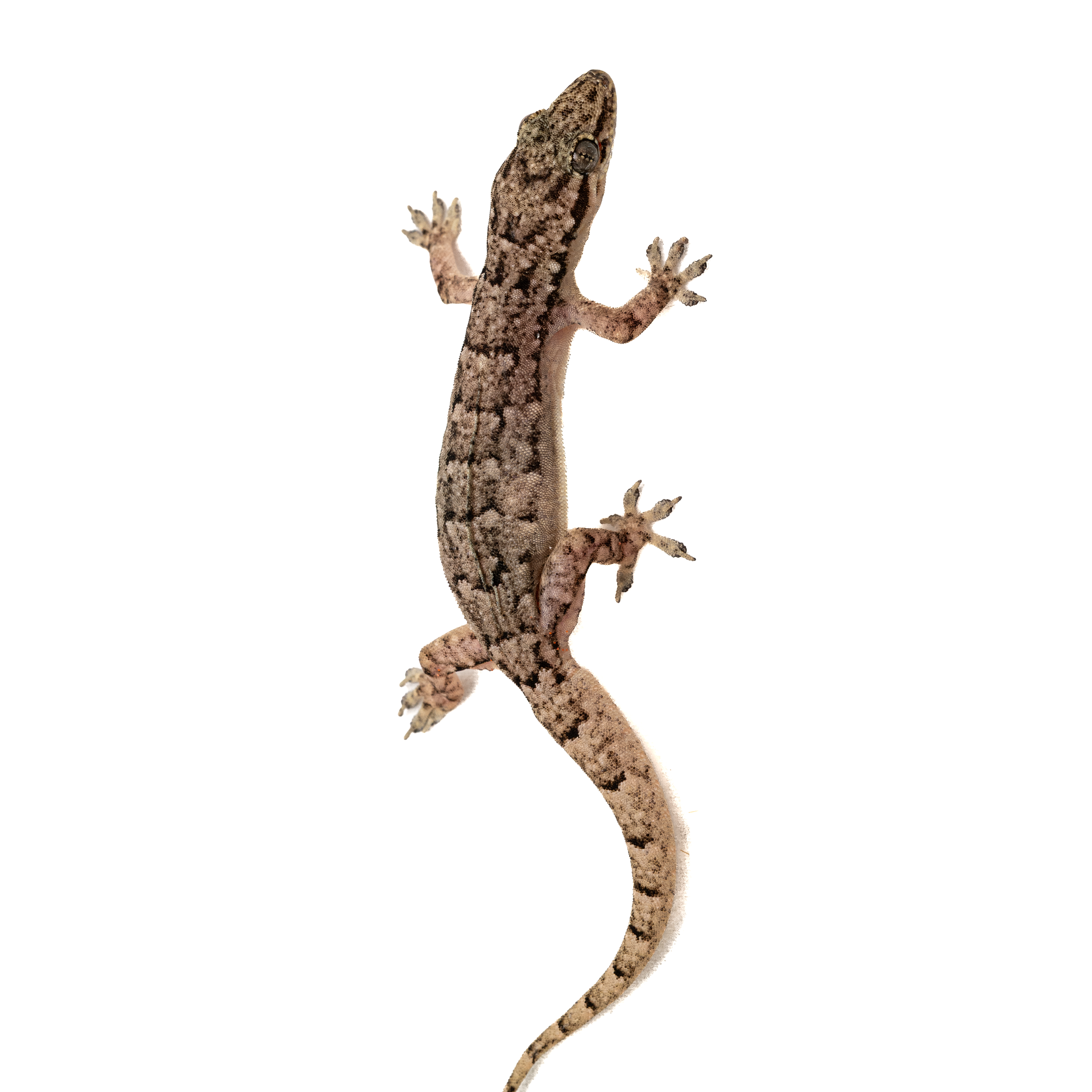 Hong Kong Geckos thumbnails-5.png