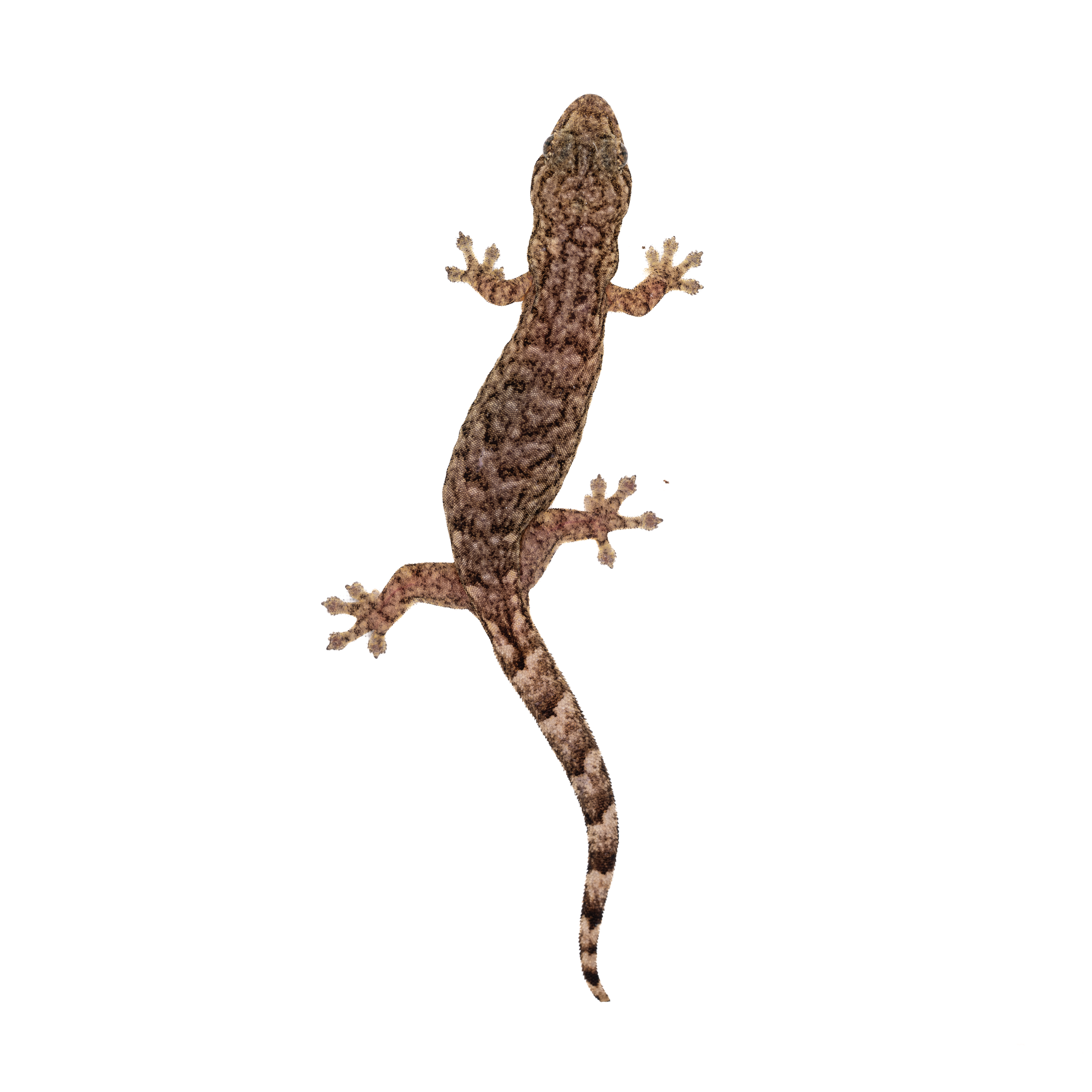 Hong Kong Geckos thumbnails-6.png