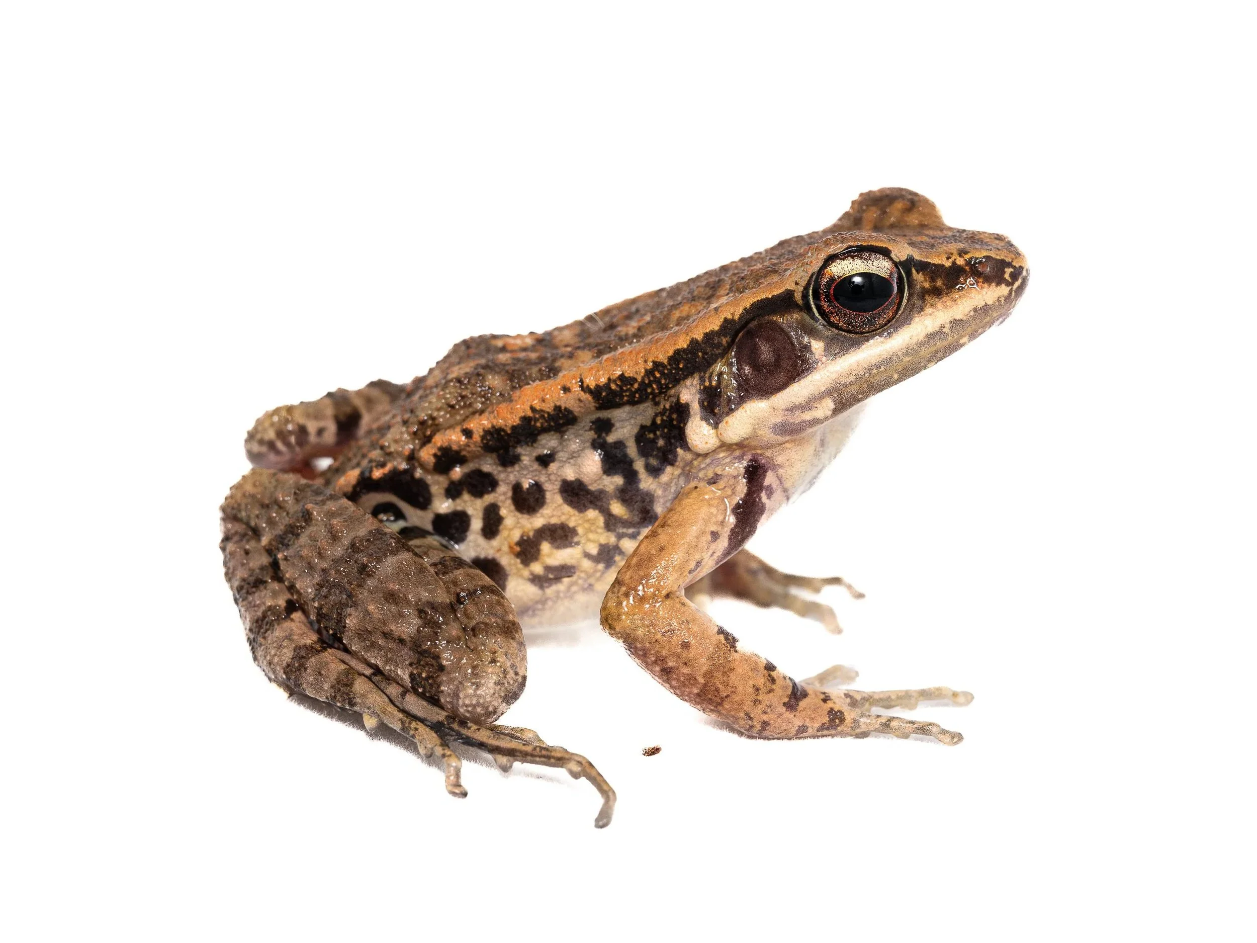 AMPHIBIANS