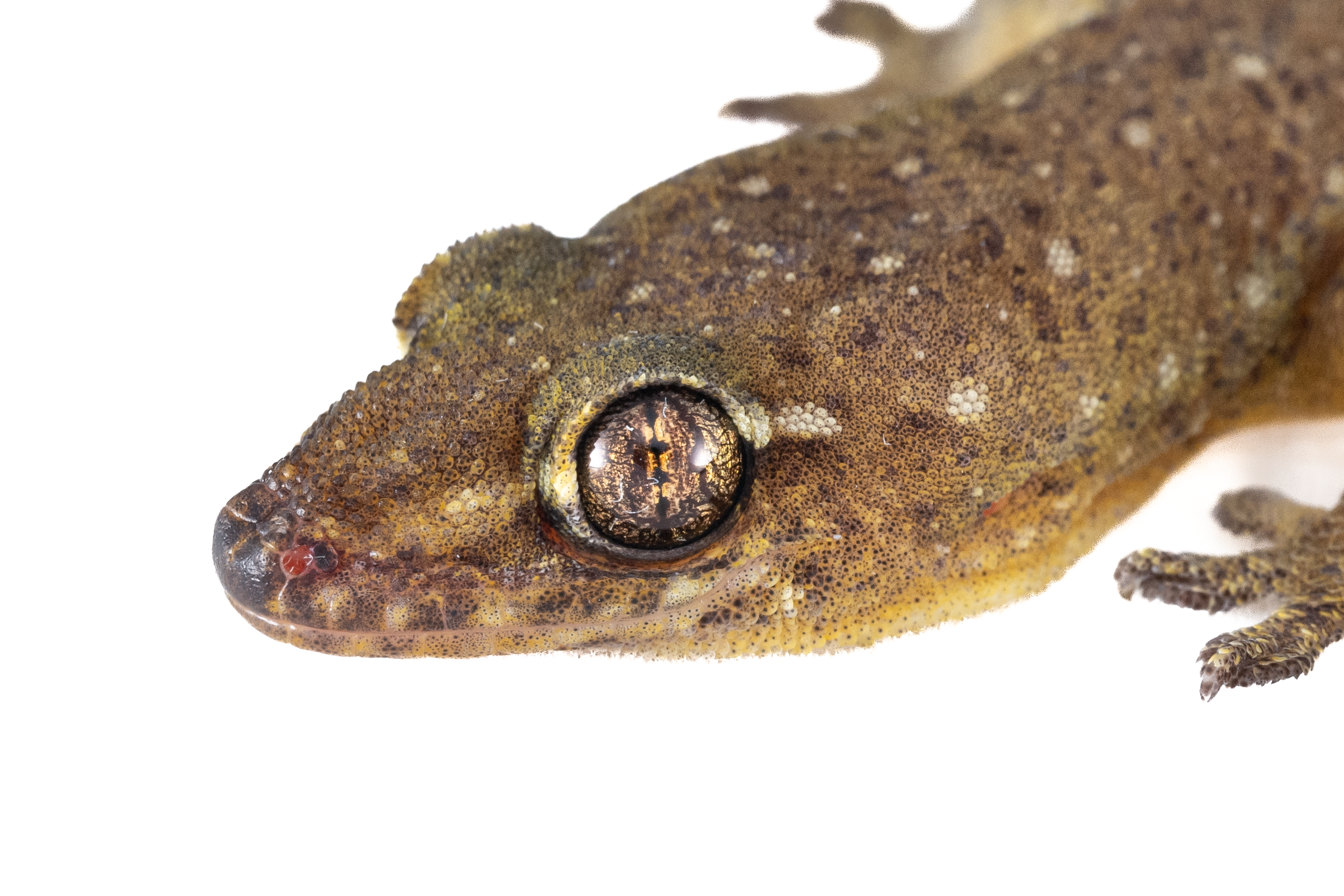 Four Claw Gecko-7.png
