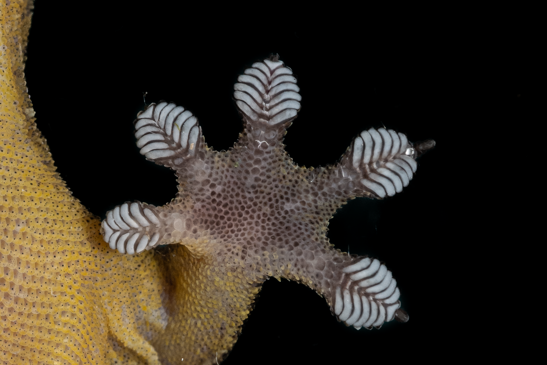 Four Claw Gecko-5.png