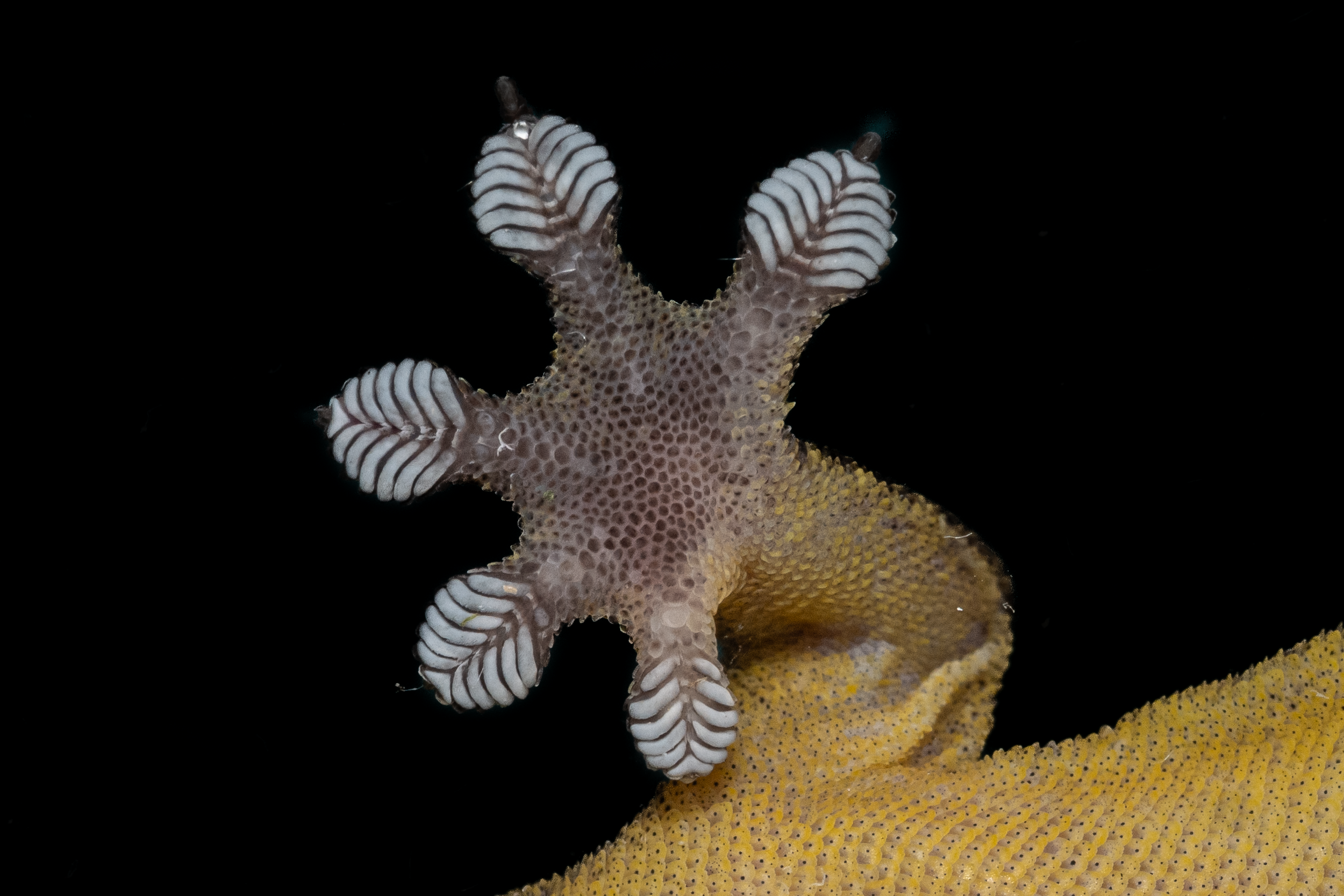 Four Claw Gecko-4.png