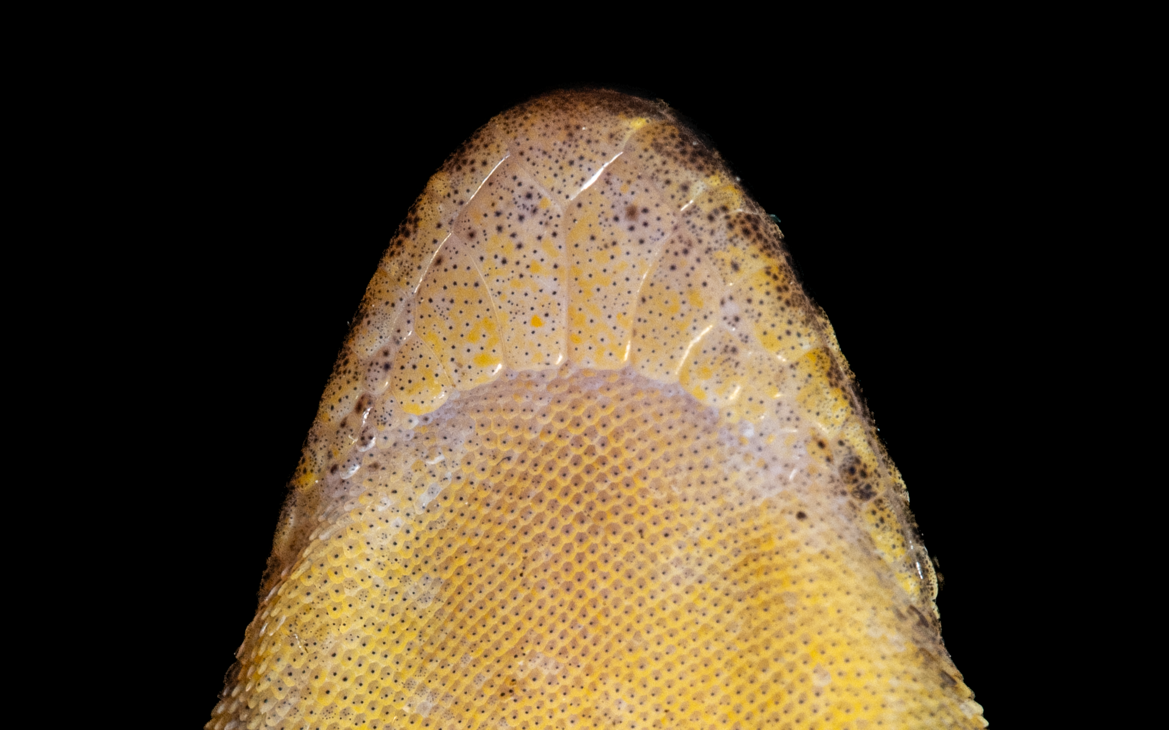 Four Claw Gecko.png