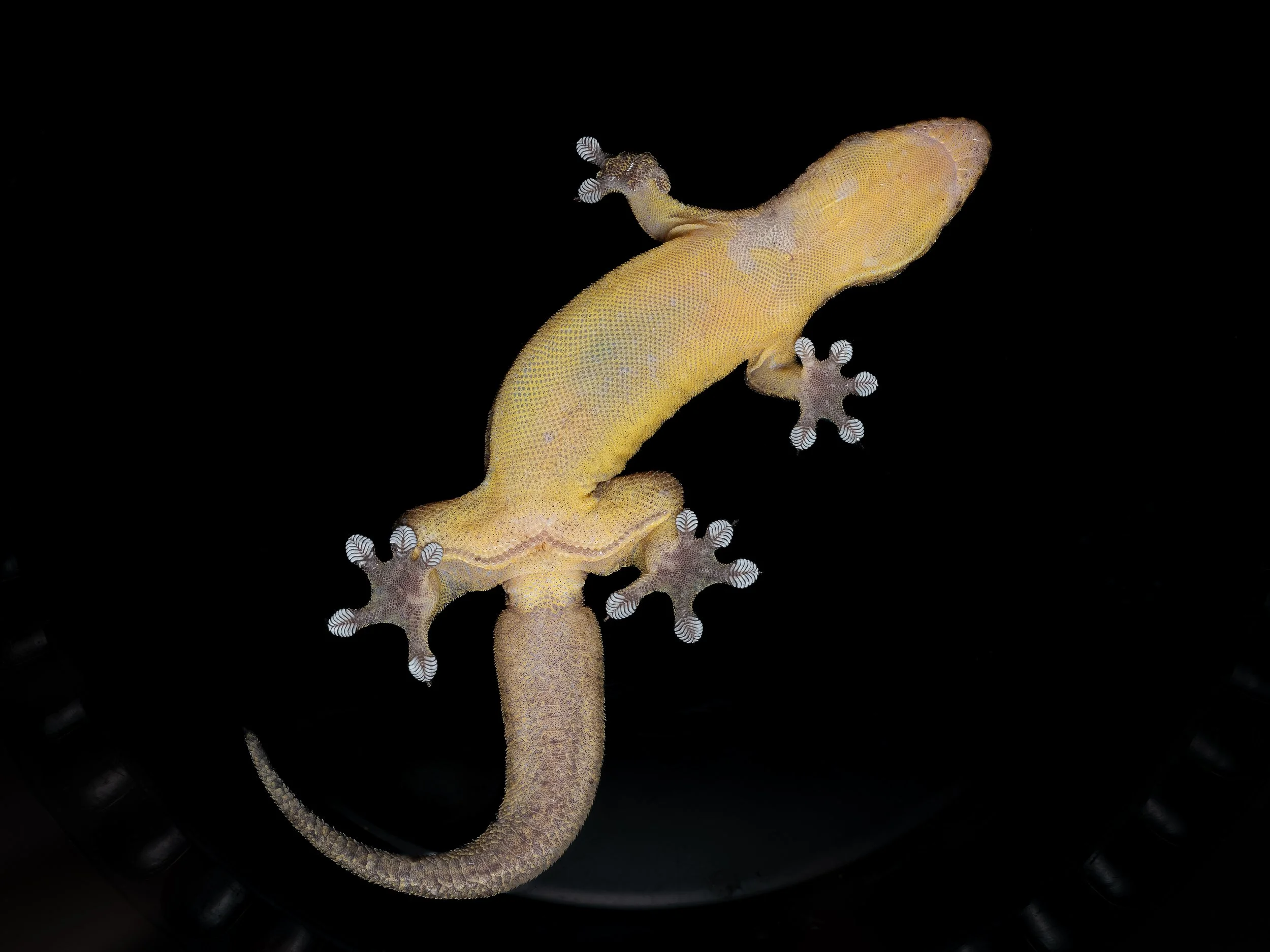 Four-clawed Gecko - Gehyra mutilata-9.jpg