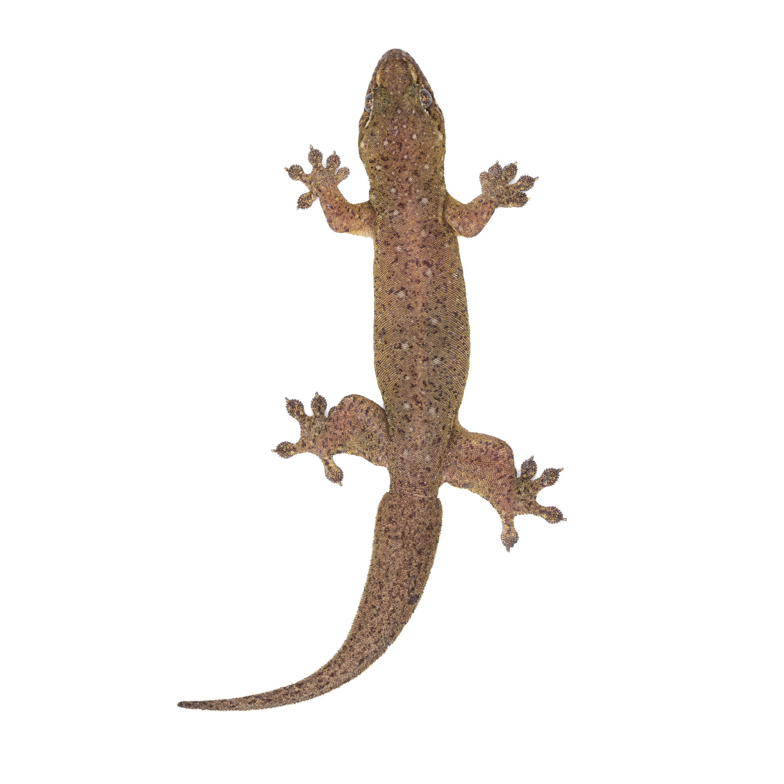 FOUR-CLAWED GECKO