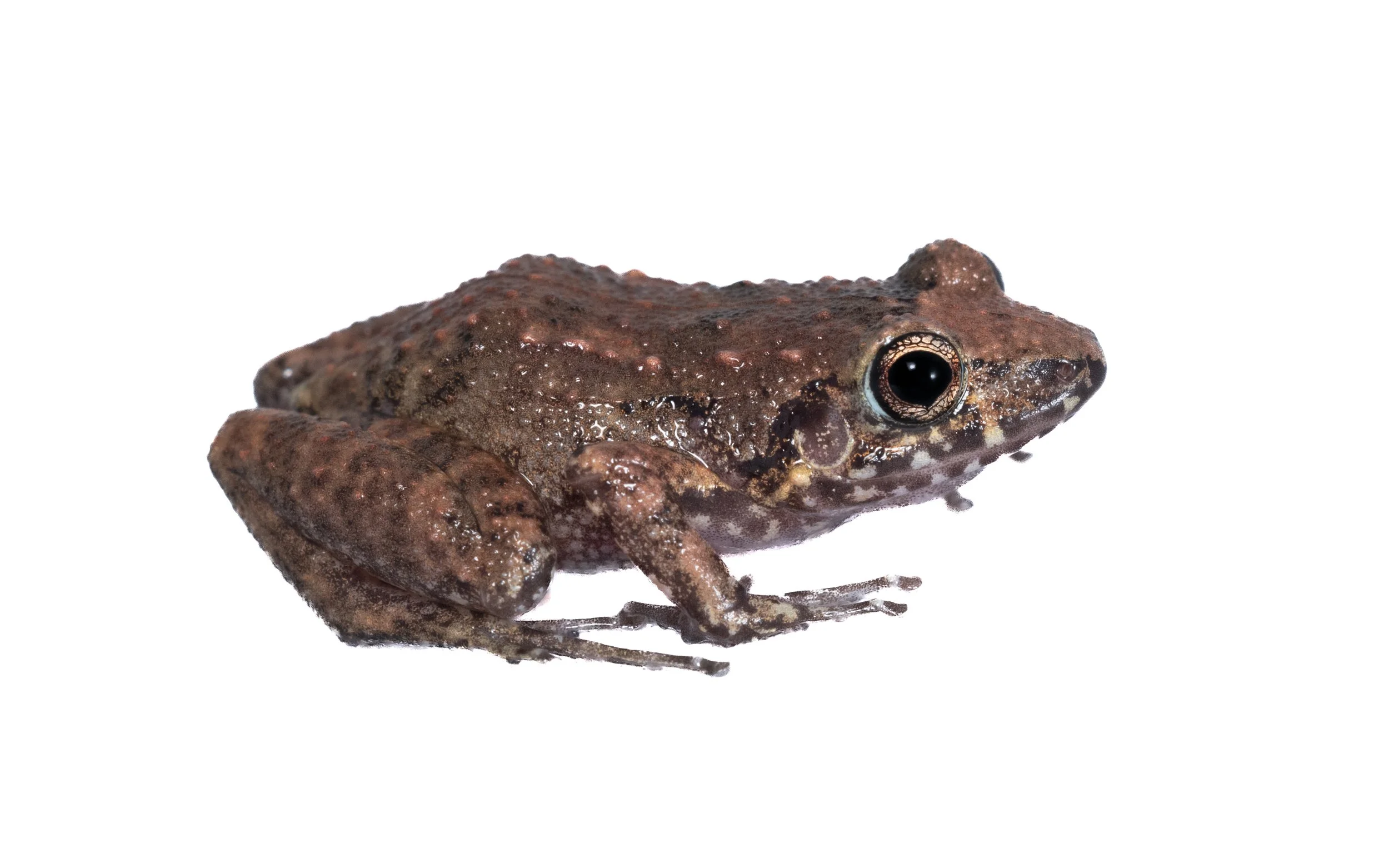 Greenhouse Frog - Eleutherodactylus planirostris