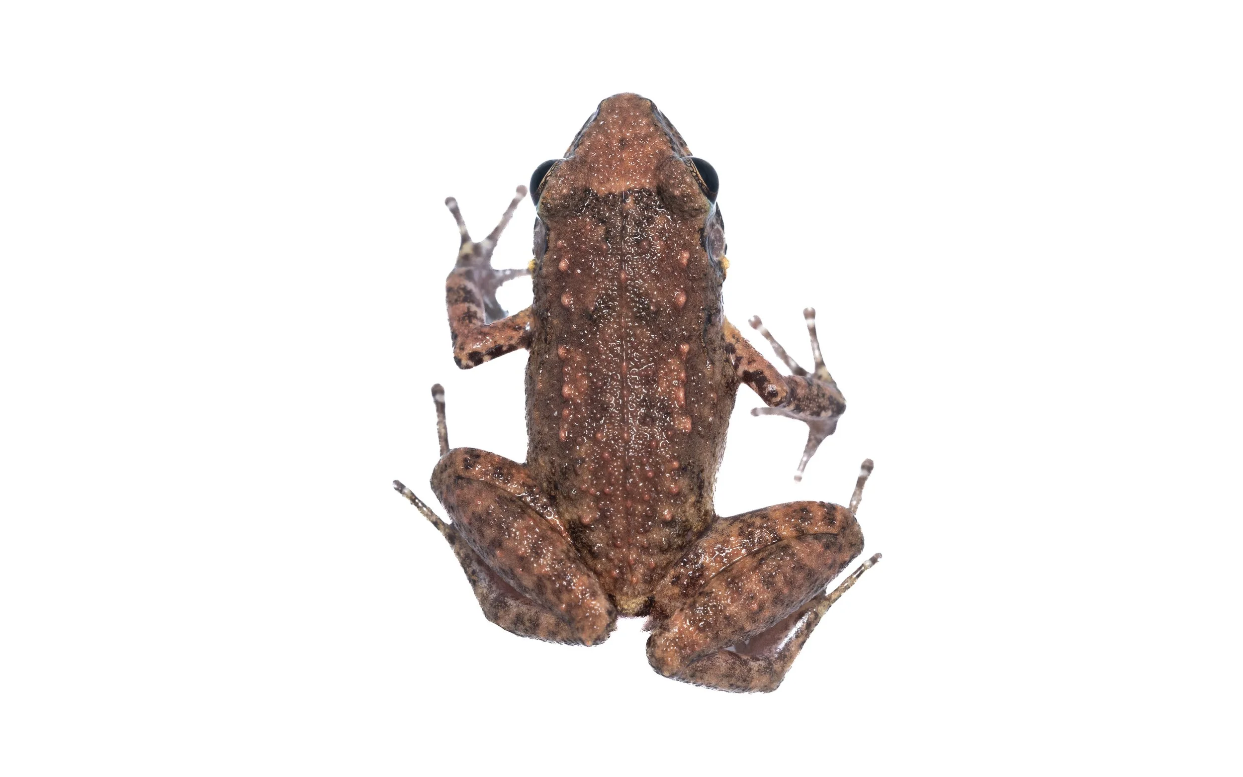 Greenhouse Frog - Eleutherodactylus planirostris