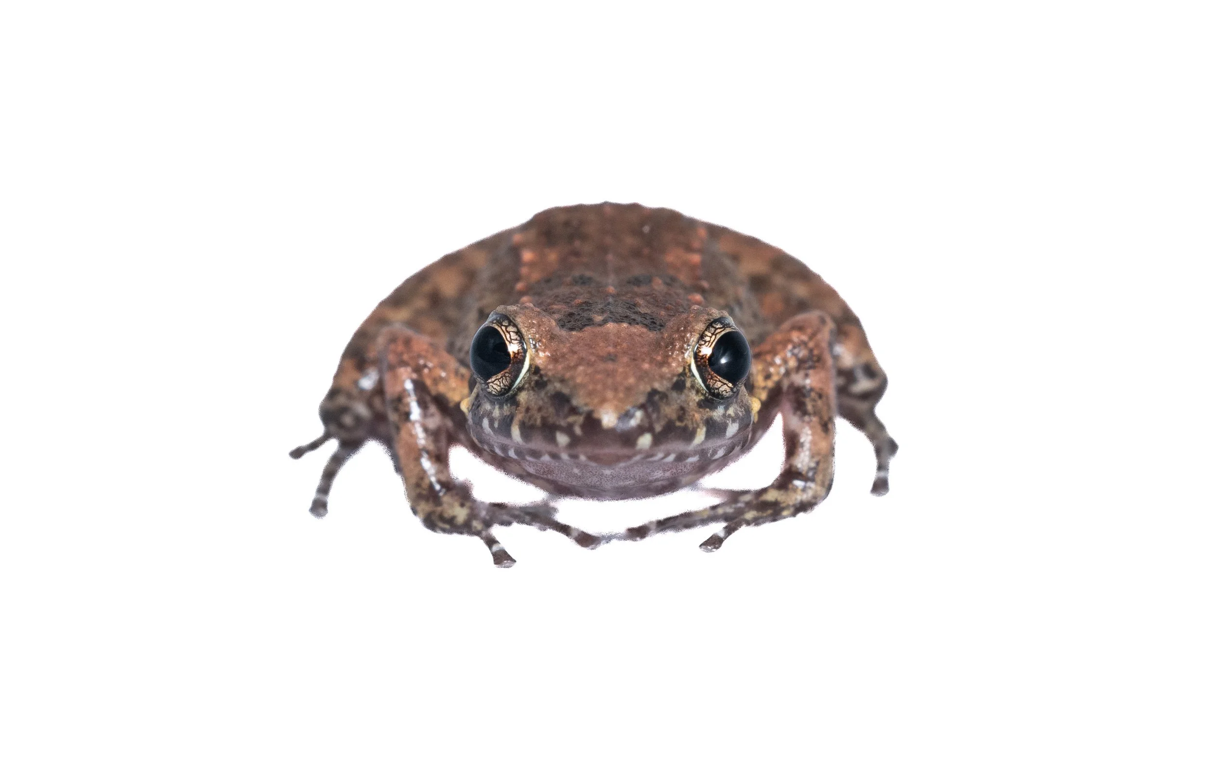 Greenhouse Frog - Eleutherodactylus planirostris