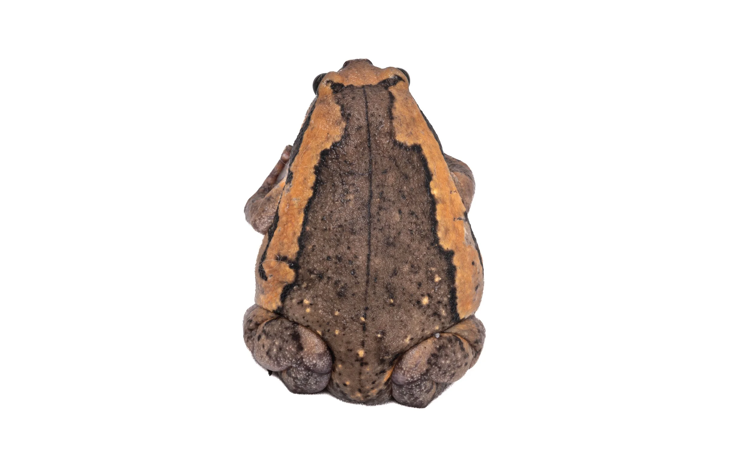 Asiatic Painted Frog - Kaloula pulchra pulchra
