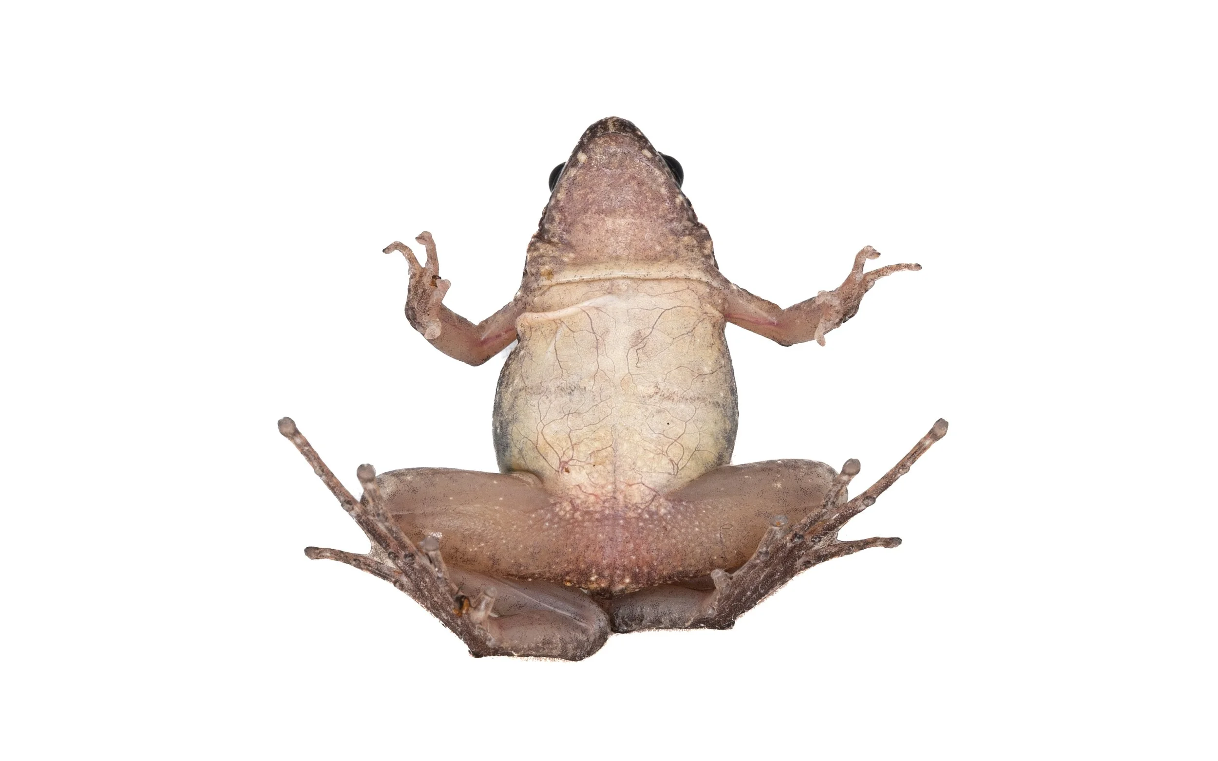 Butler's Pigmy Frog - Microhyla butleri