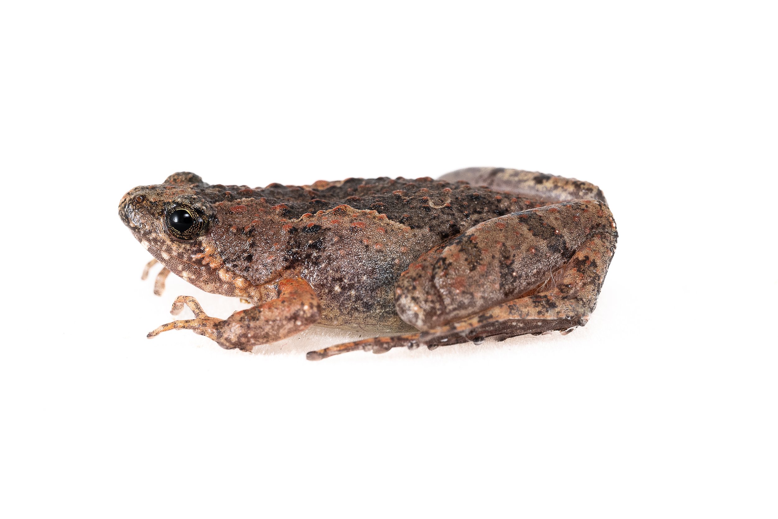 Butler's Pigmy Frog - Microhyla butleri
