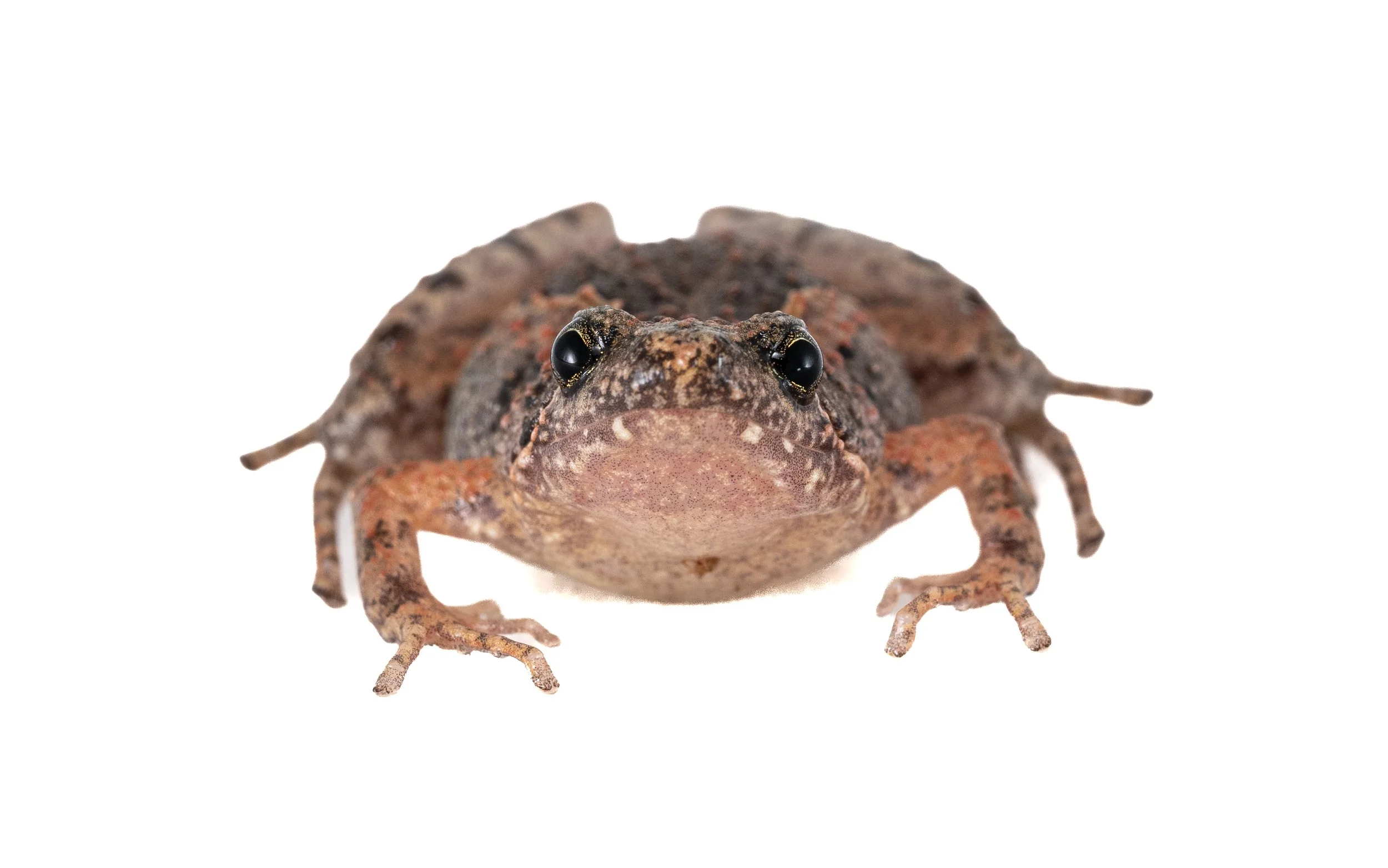Butler's Pigmy Frog - Microhyla butleri