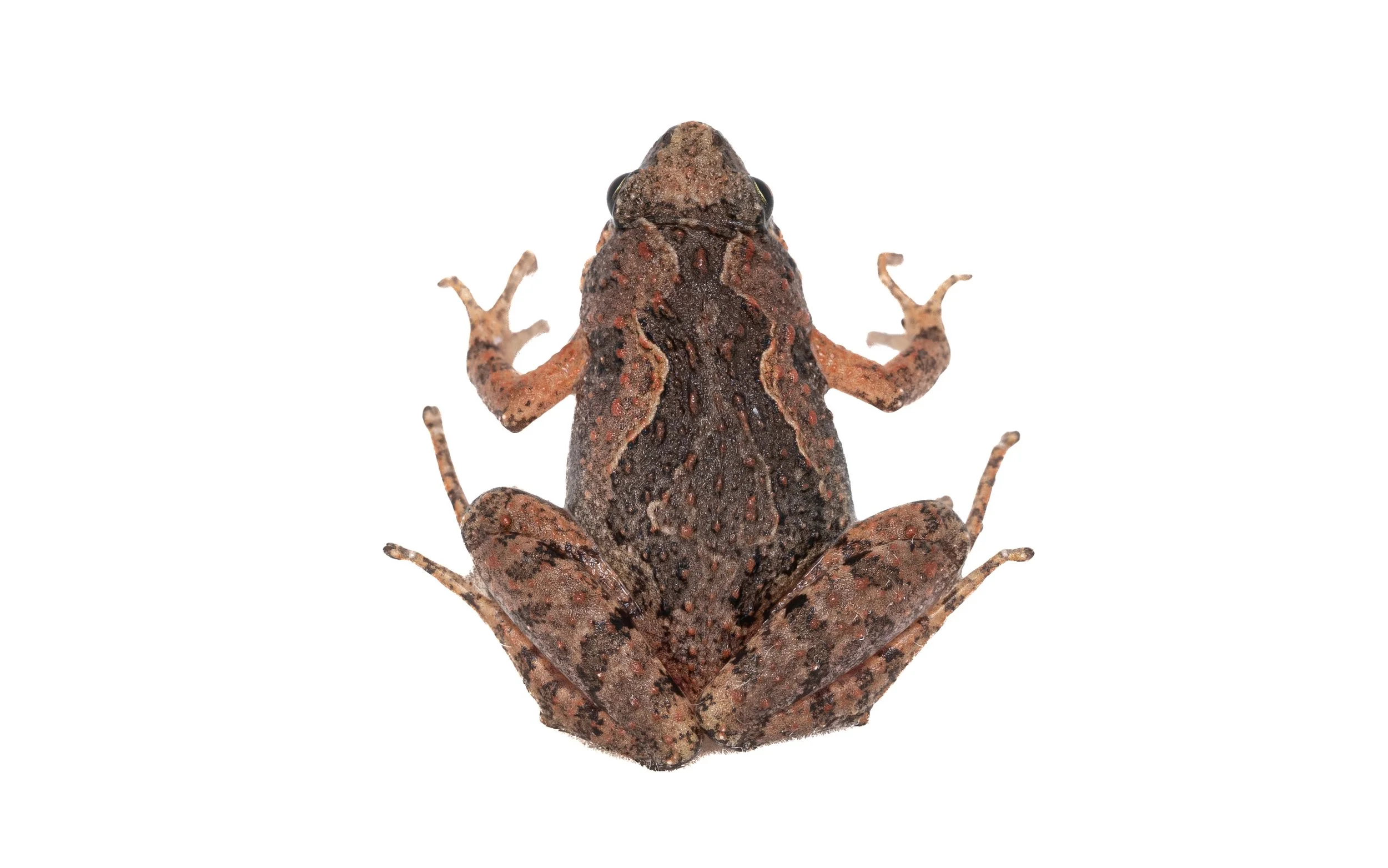 Butler's Pigmy Frog - Microhyla butleri