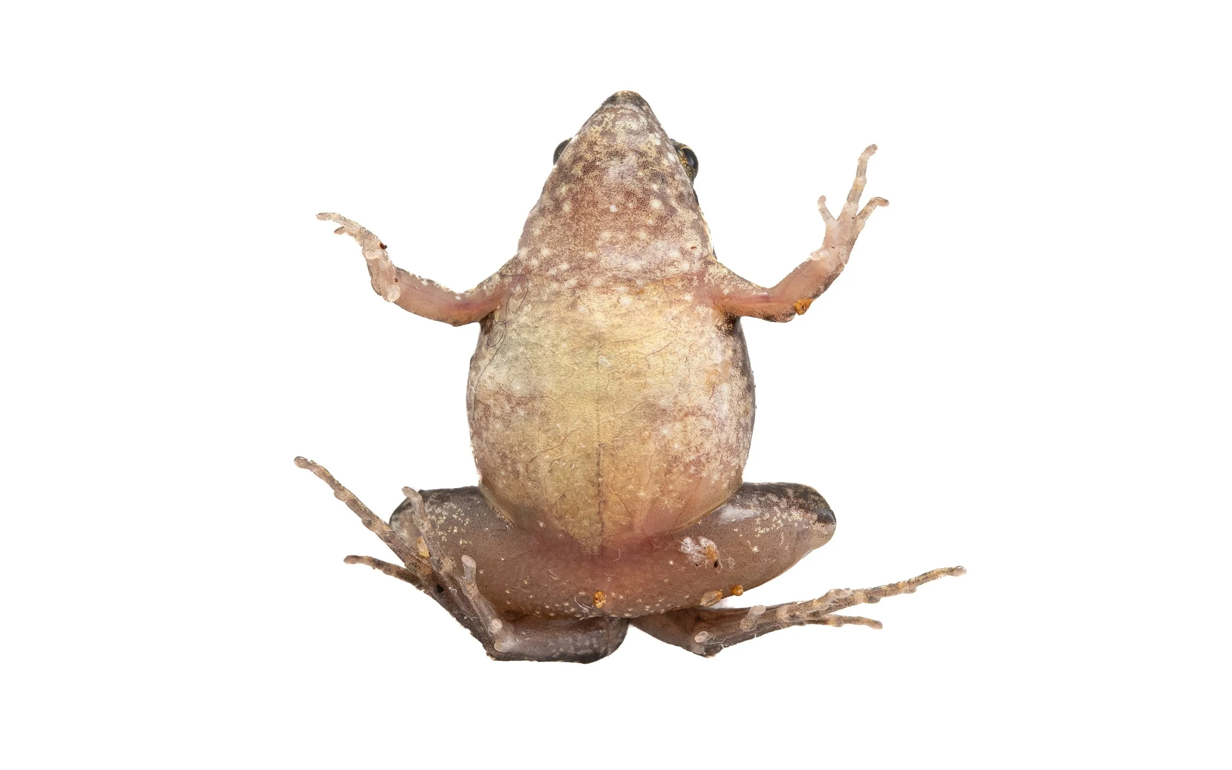 Ornate Pigmy Frog - Microhyla fissipes