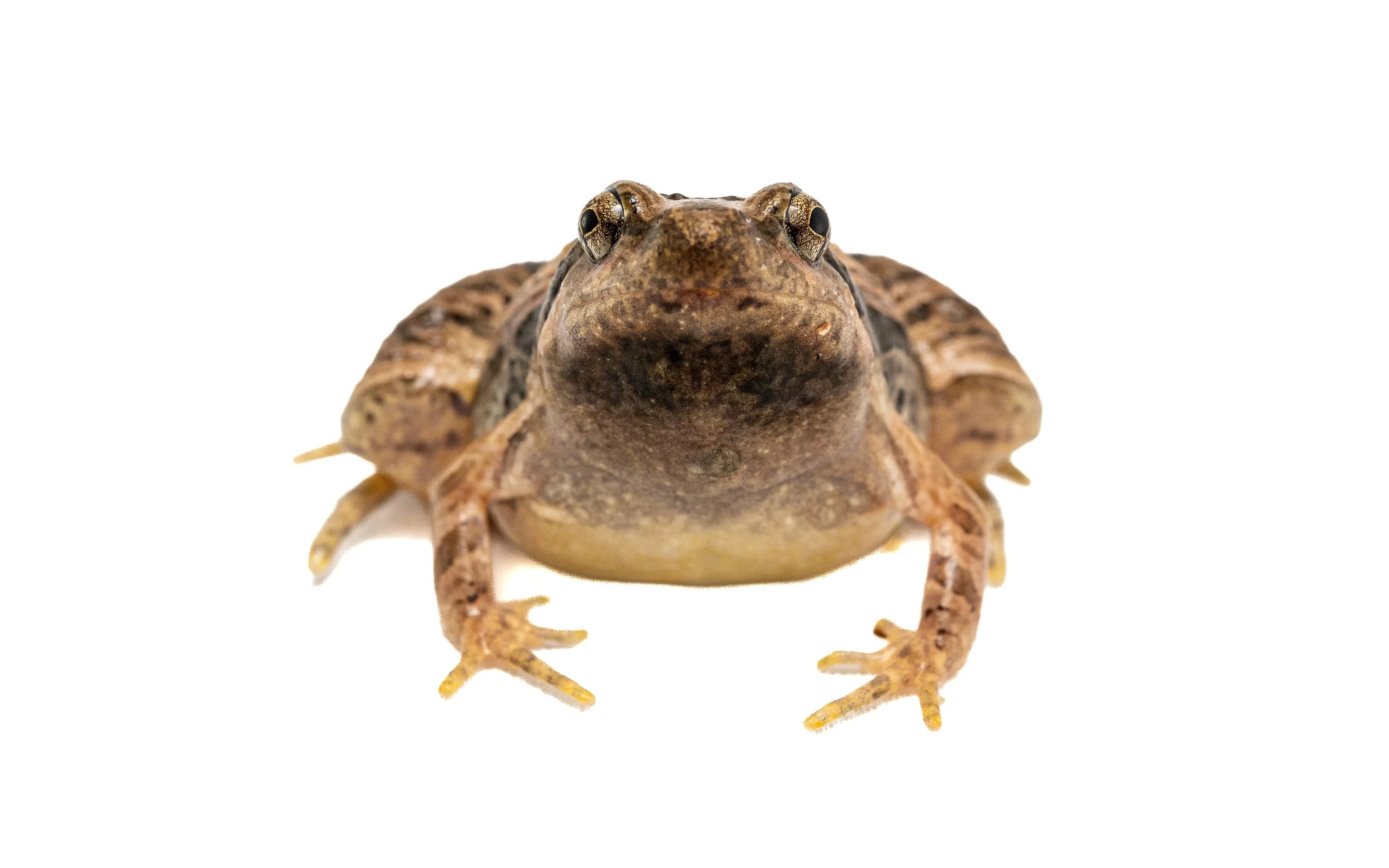 Marbled Pigmy Frog - Microhyla pulchra
