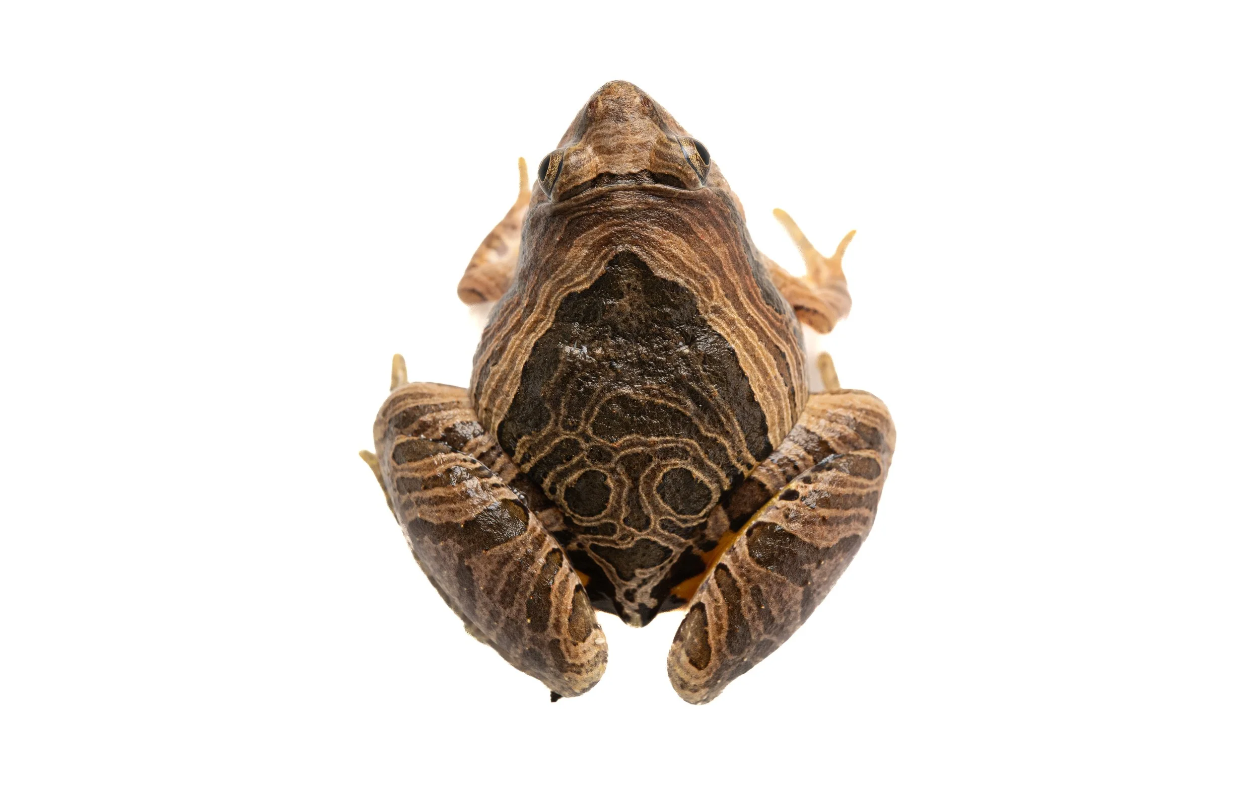 Marbled Pigmy Frog - Microhyla pulchra