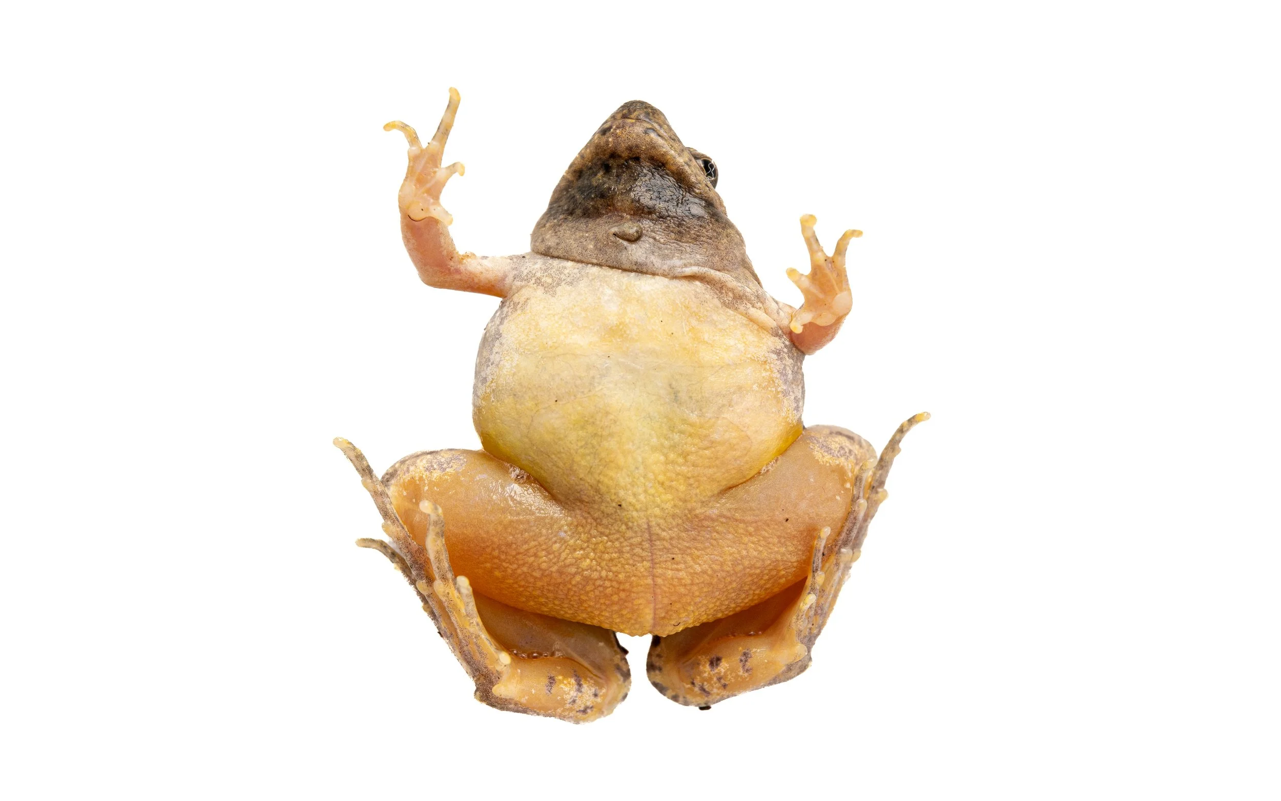 Marbled Pigmy Frog - Microhyla pulchra