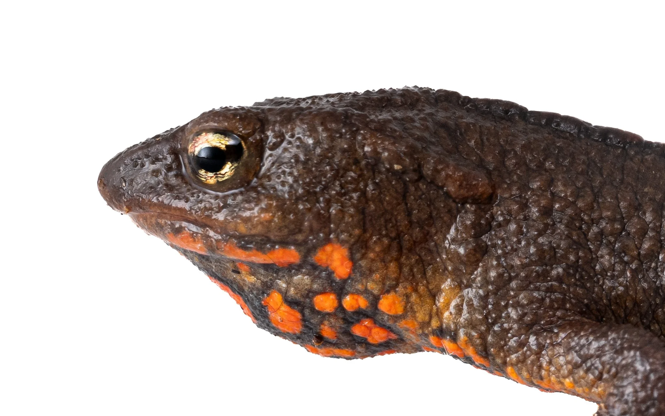 Hong Kong Warty Newt - Paramesotriton hongkongensis