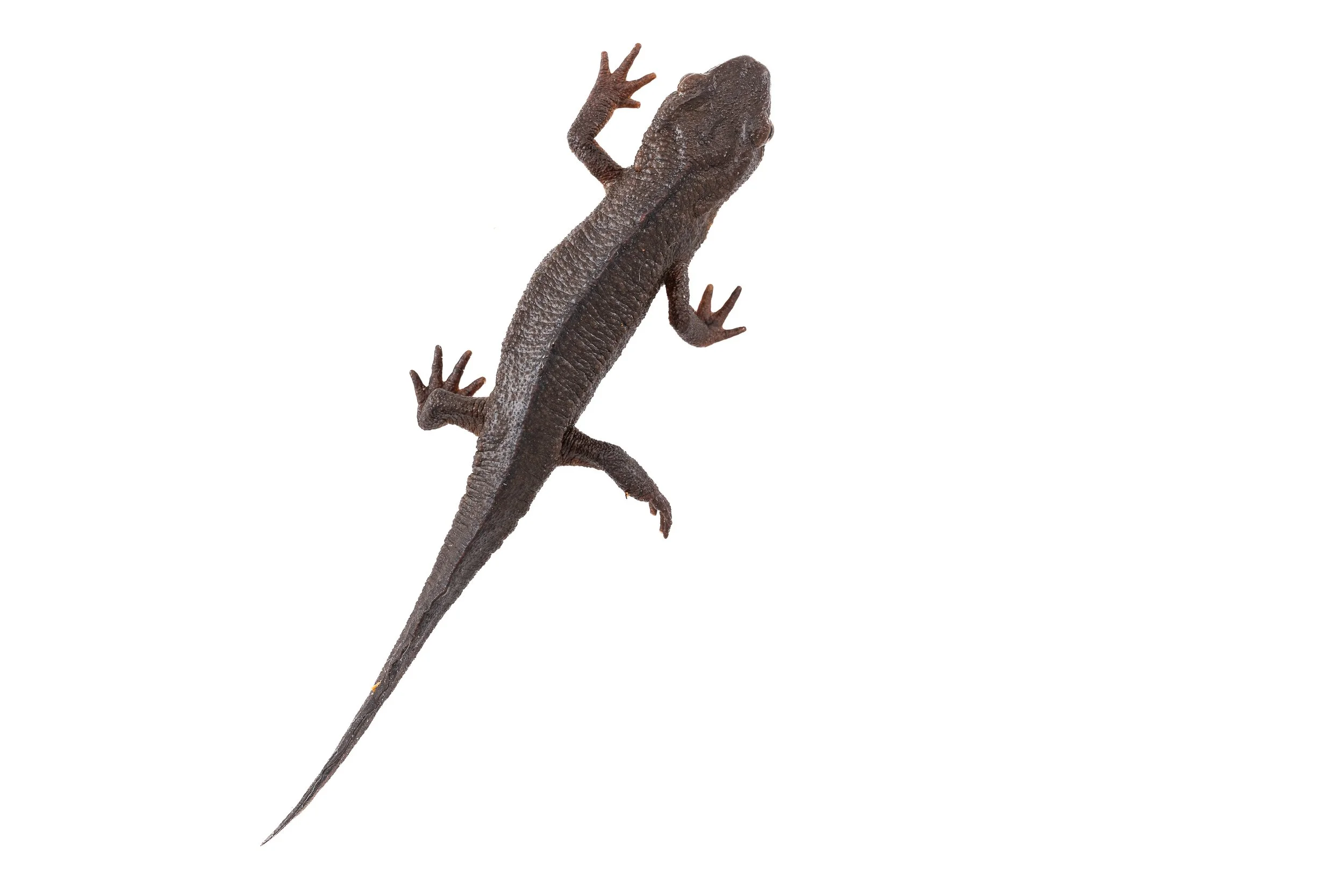 Hong Kong Warty Newt - Paramesotriton hongkongensis