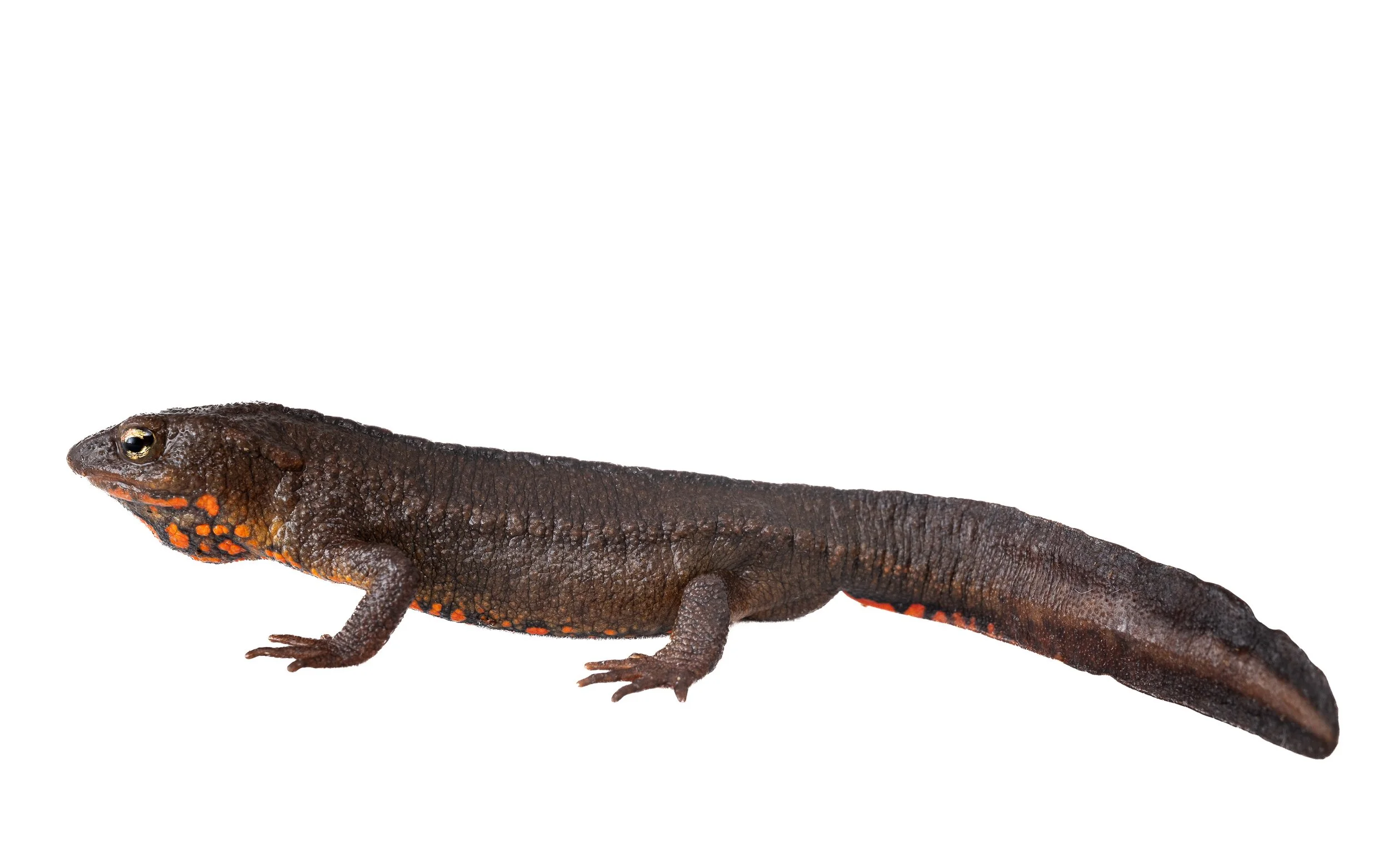Hong Kong Warty Newt - Paramesotriton hongkongensis
