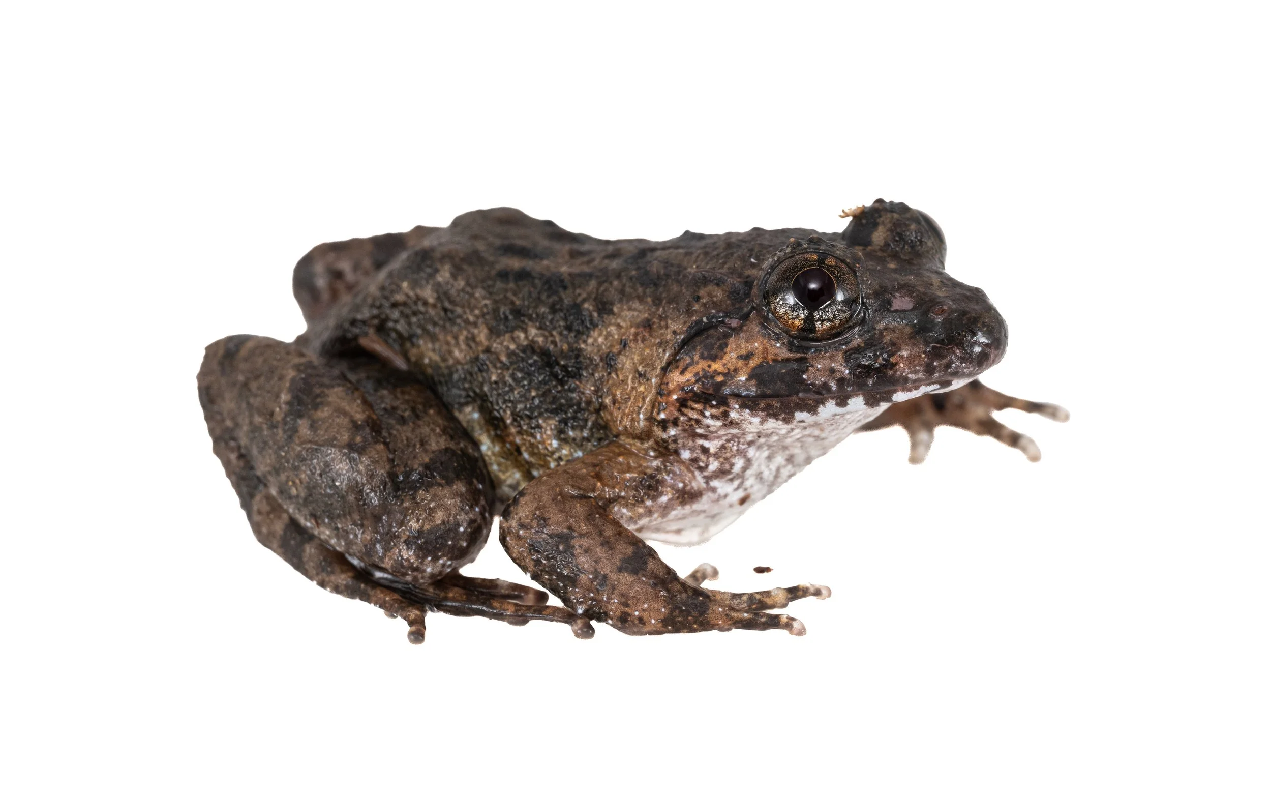 Big-headed frog - Limnonectes fujianensis