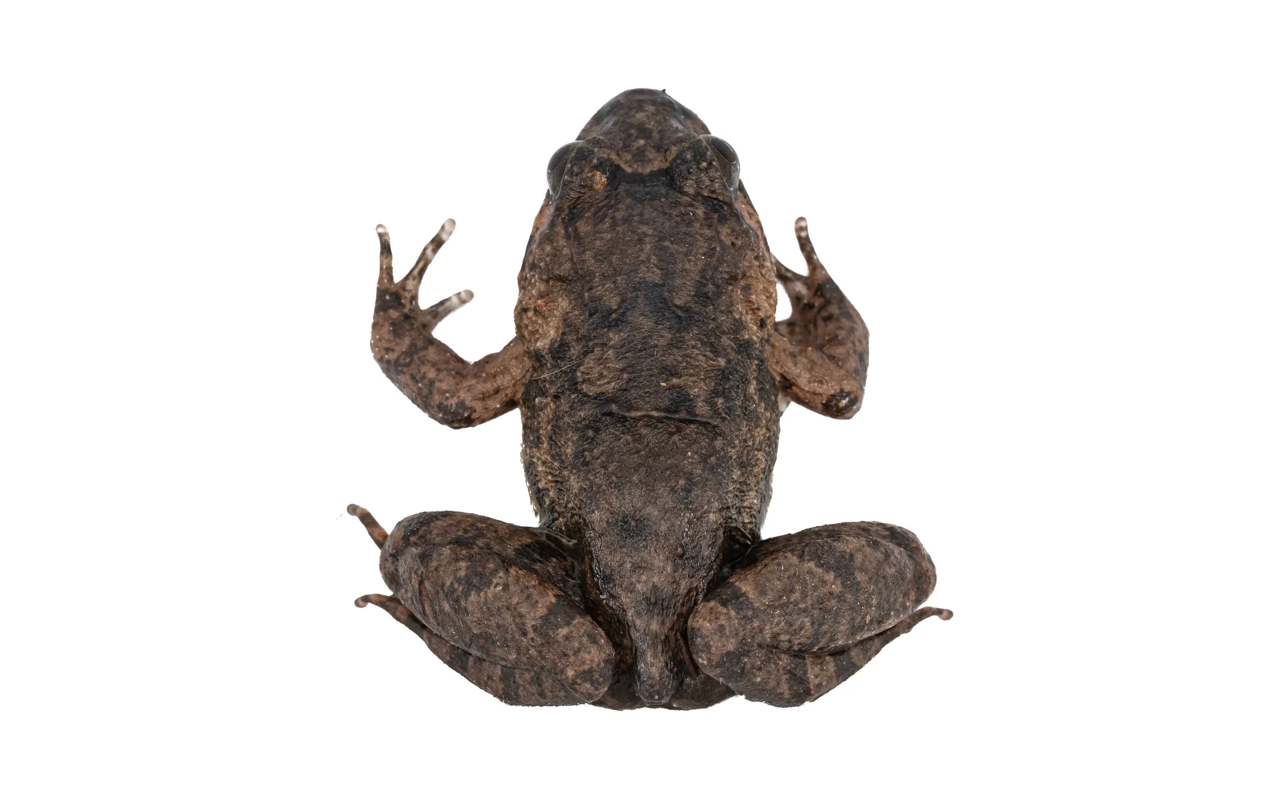 Big-headed frog - Limnonectes fujianensis