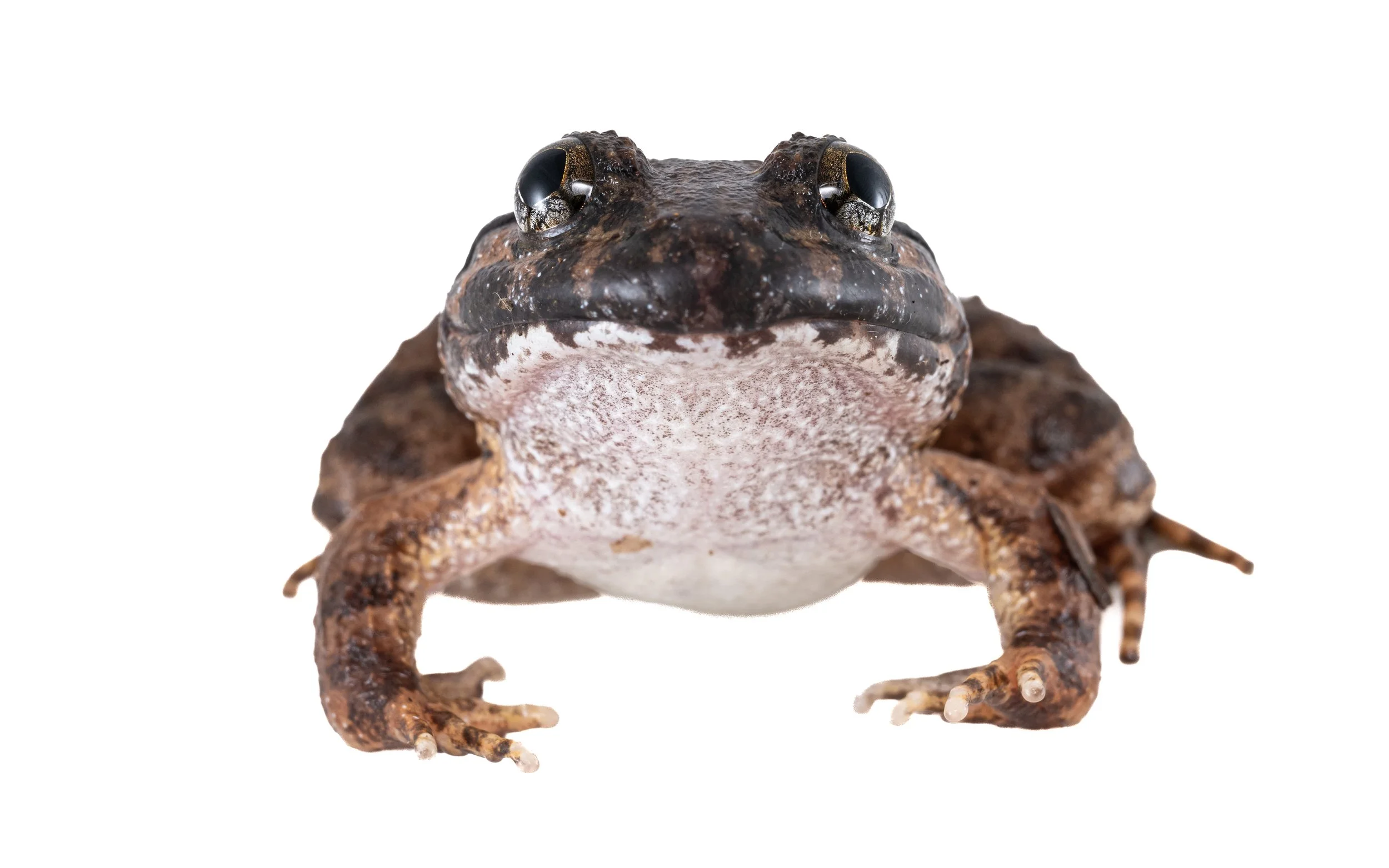 Big-headed frog - Limnonectes fujianensis
