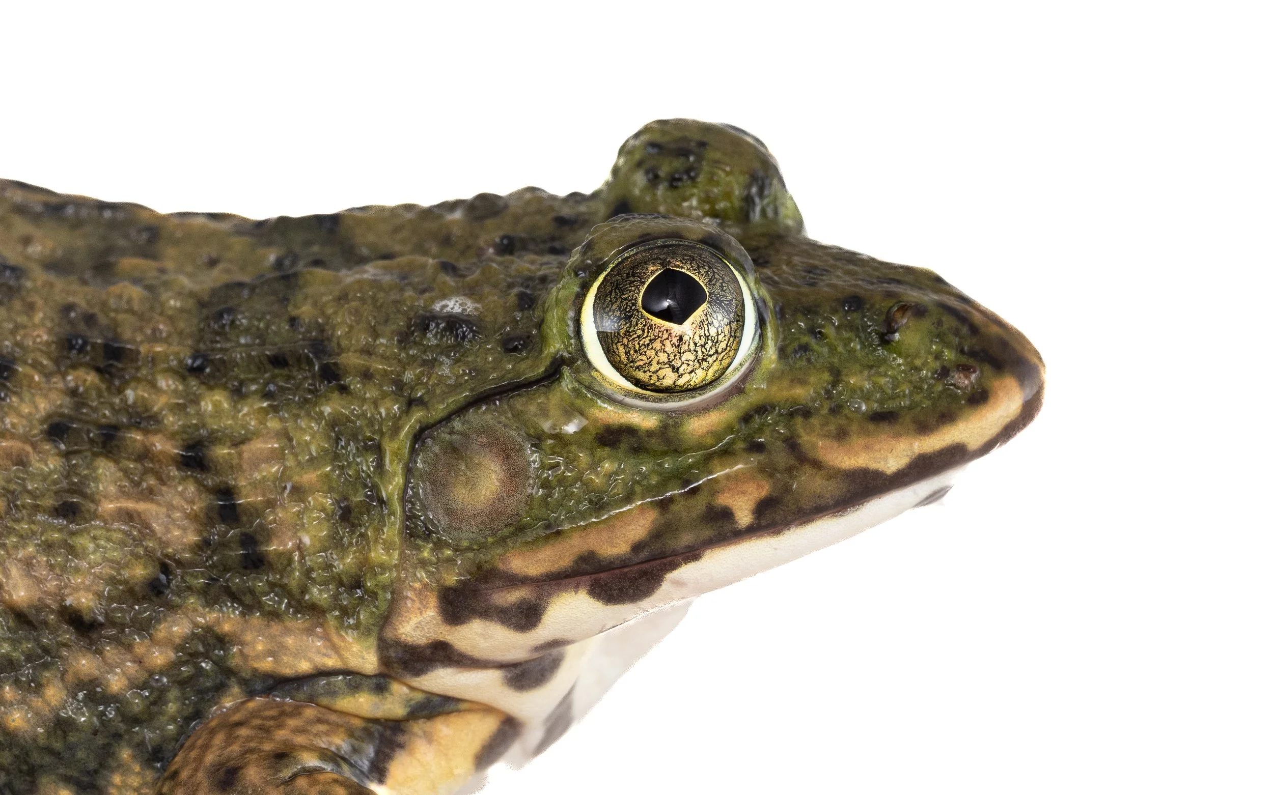 Chinese bullfrog - Hoplobatrachus chinensis