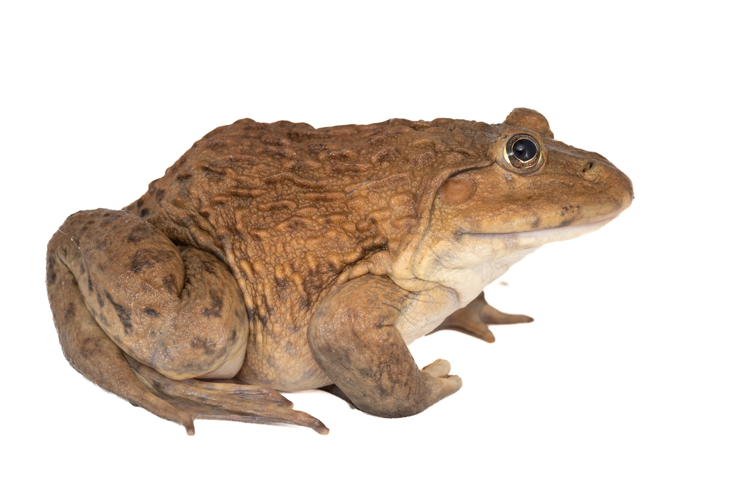 Chinese bullfrog - Hoplobatrachus chinensis