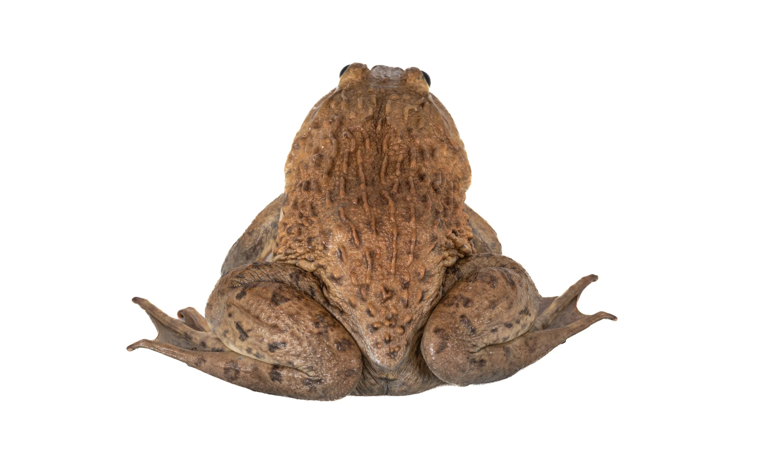 Chinese bullfrog - Hoplobatrachus chinensis
