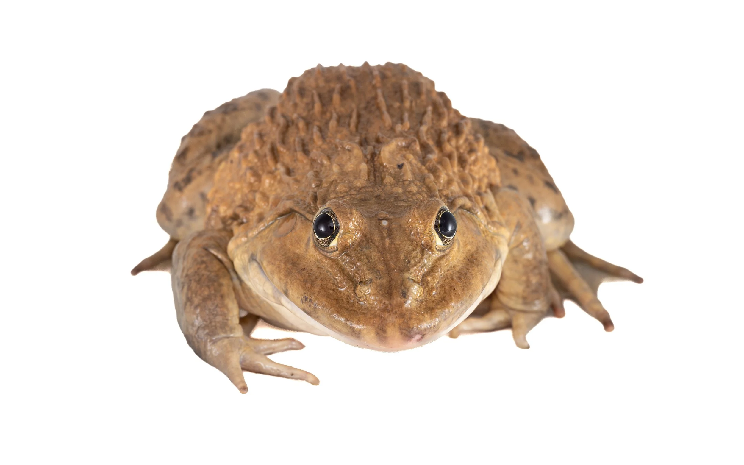 Chinese bullfrog - Hoplobatrachus chinensis