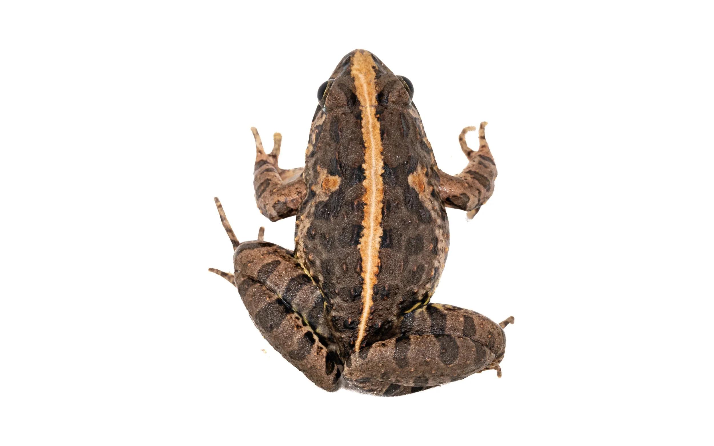 Paddy Frog - Fejervarya multistriata