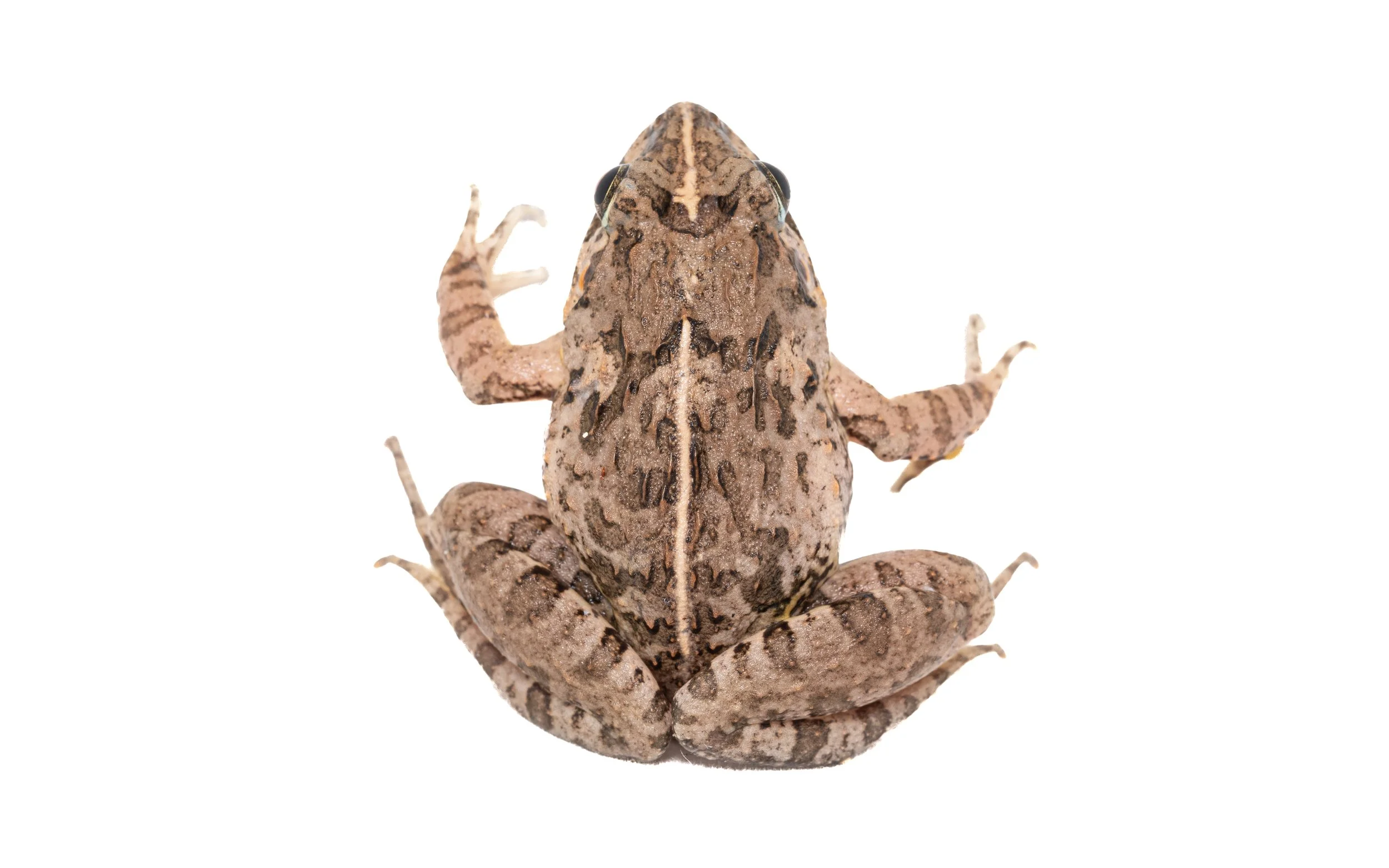 Paddy Frog - Fejervarya multistriata