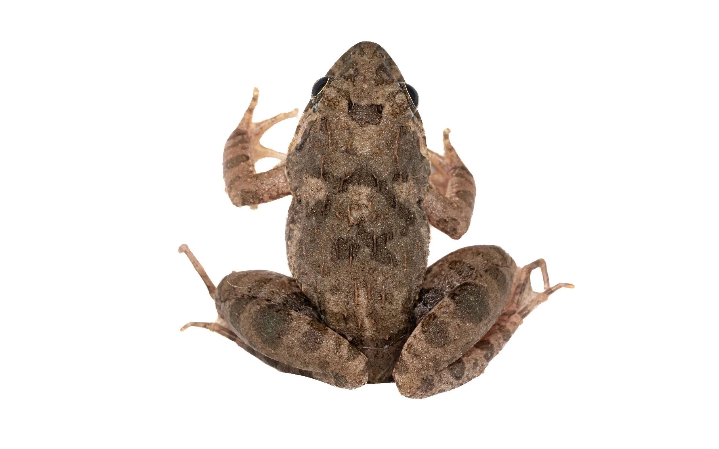 Paddy Frog - Fejervarya multistriata