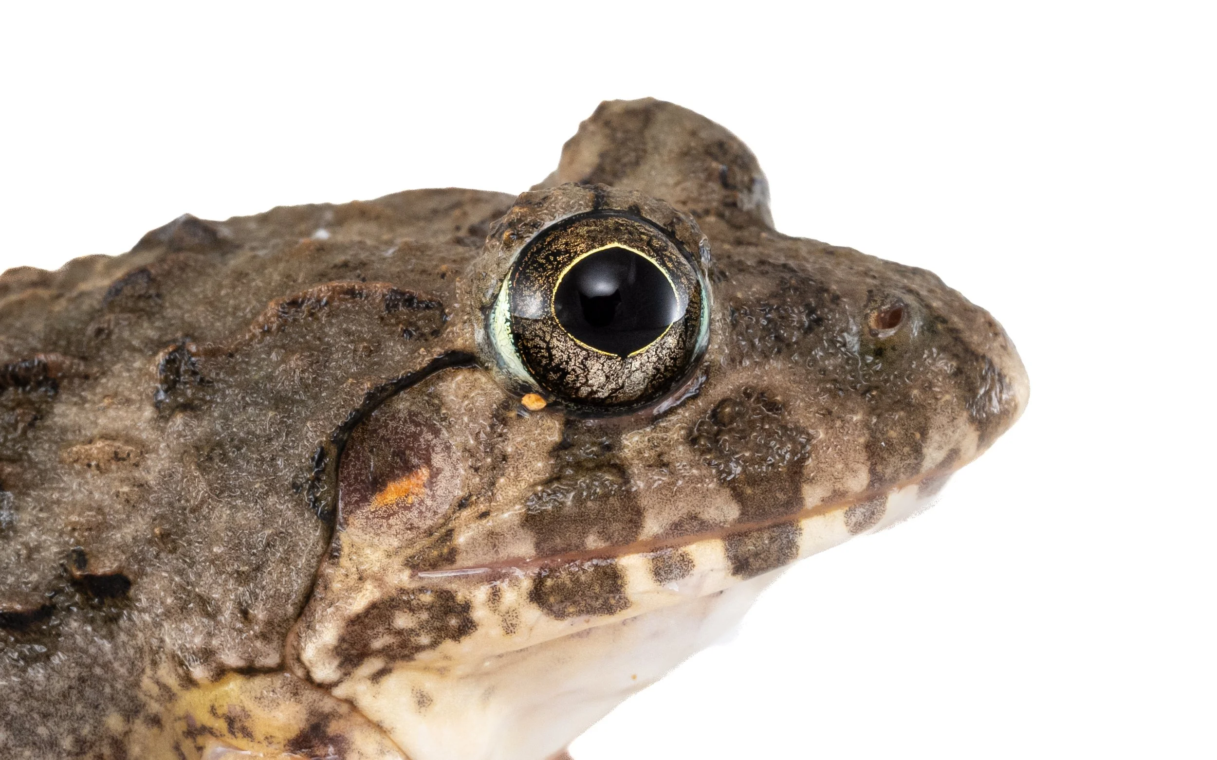 Paddy Frog - Fejervarya multistriata