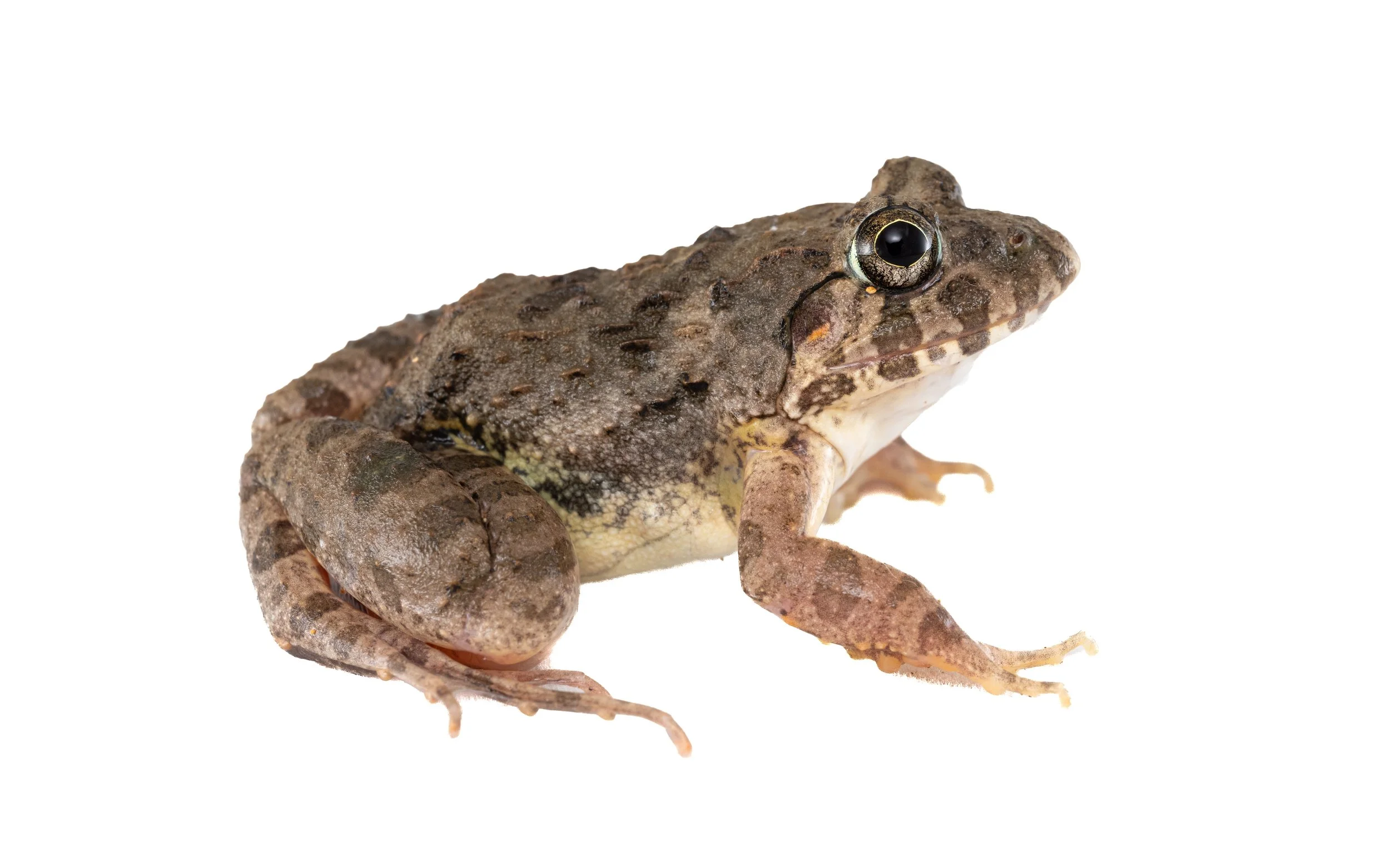 Paddy Frog - Fejervarya multistriata