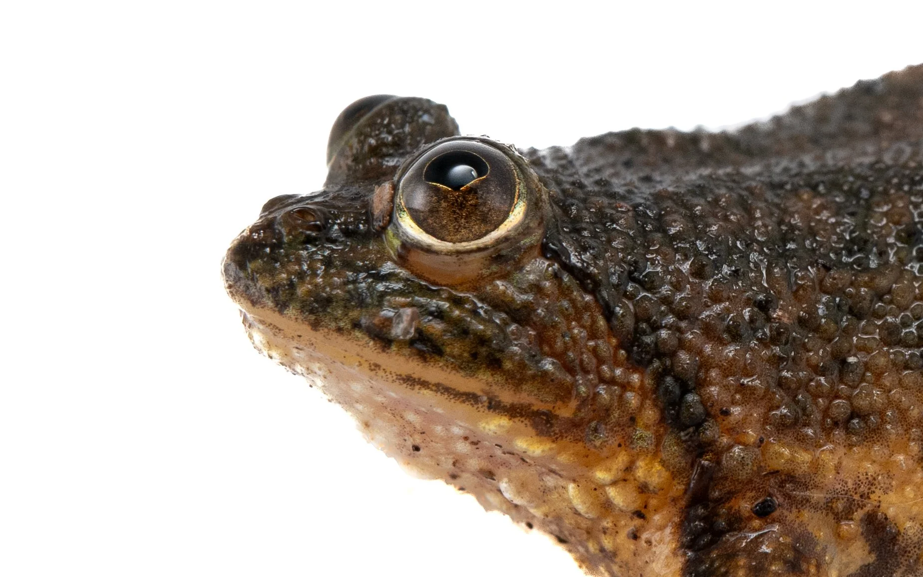 Floating Frog - Occidozyga lima