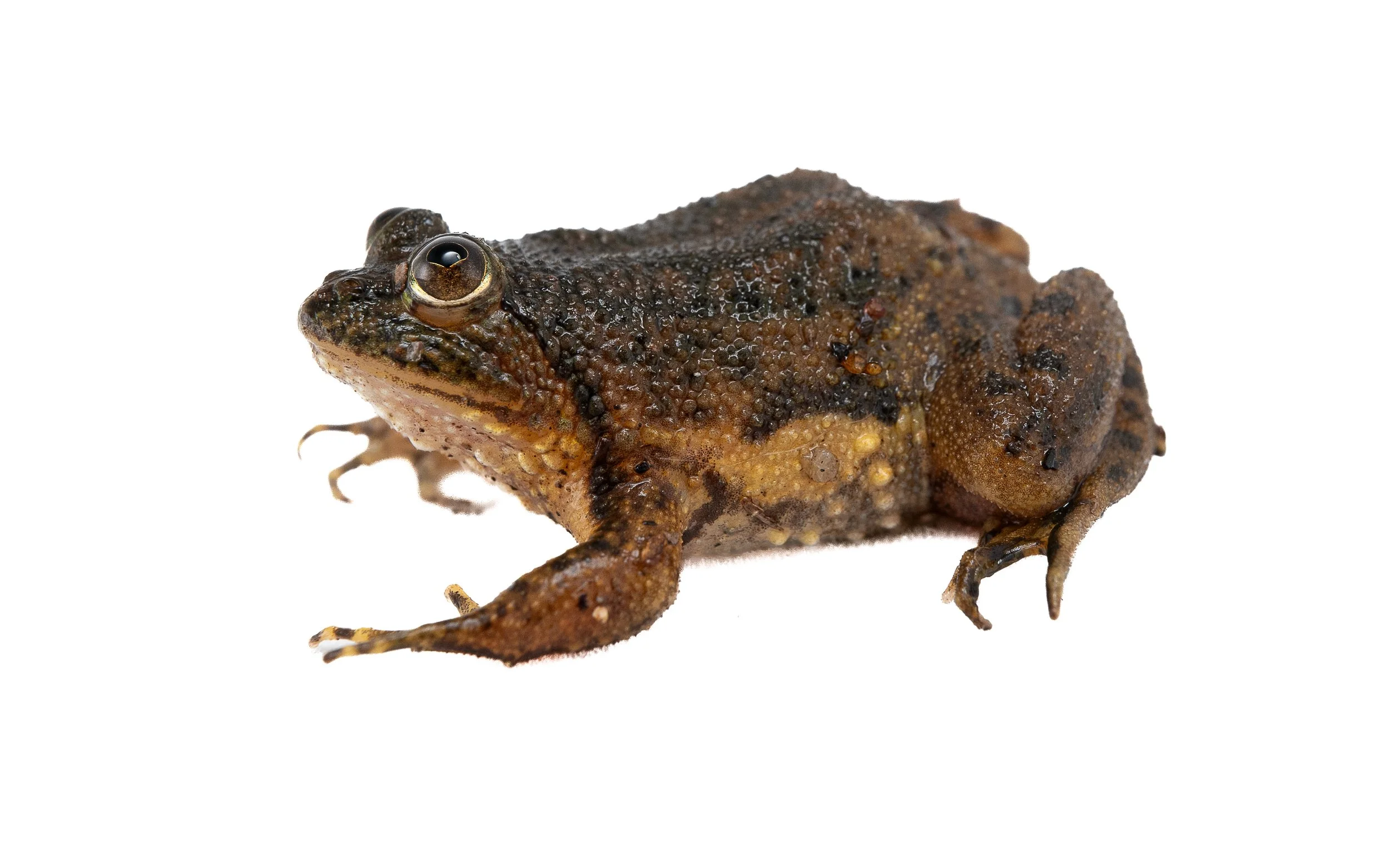Floating Frog - Occidozyga lima